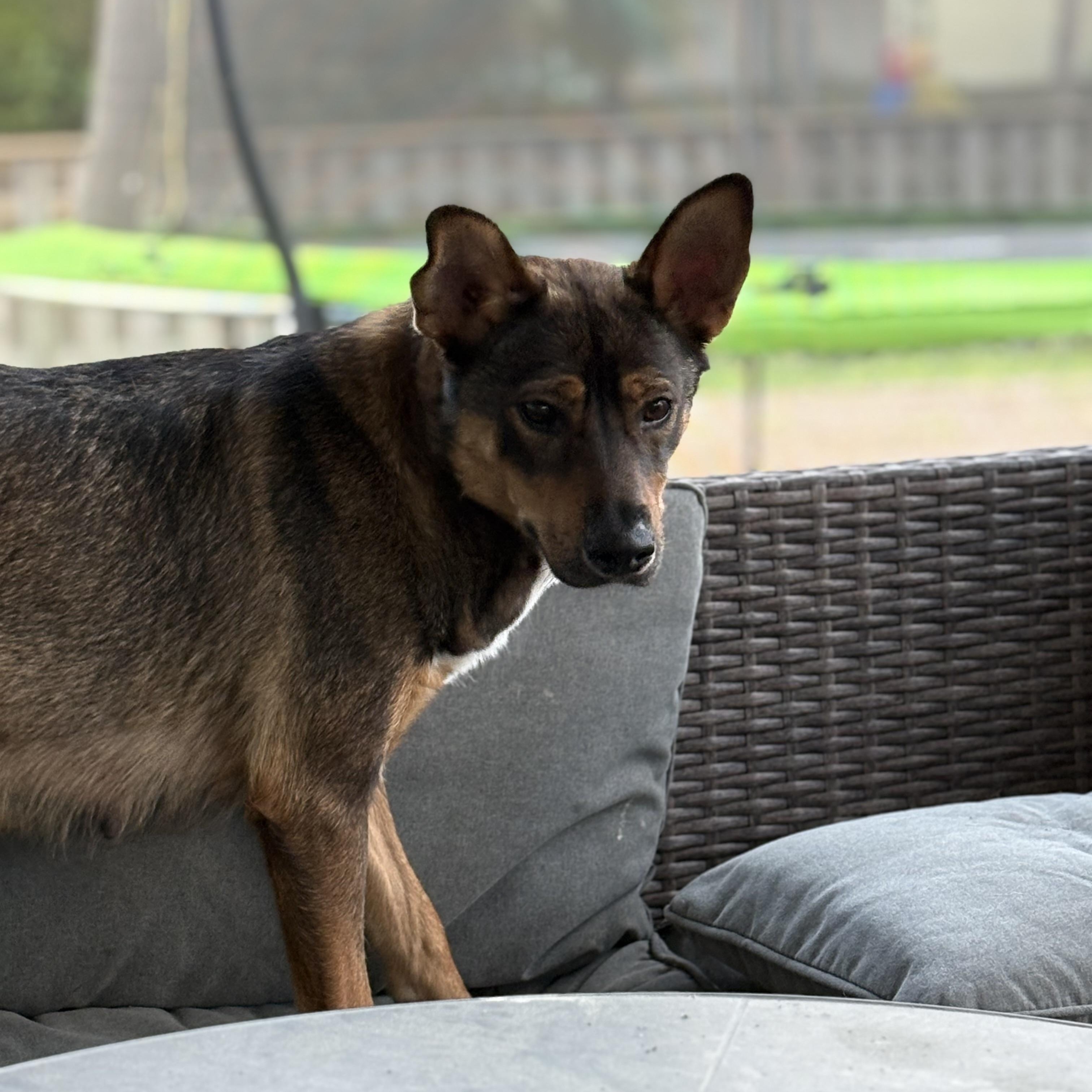 Enlarge Eevee, a ADOPTABLE mixed breed in Port Saint Lucie, FL image 2/4