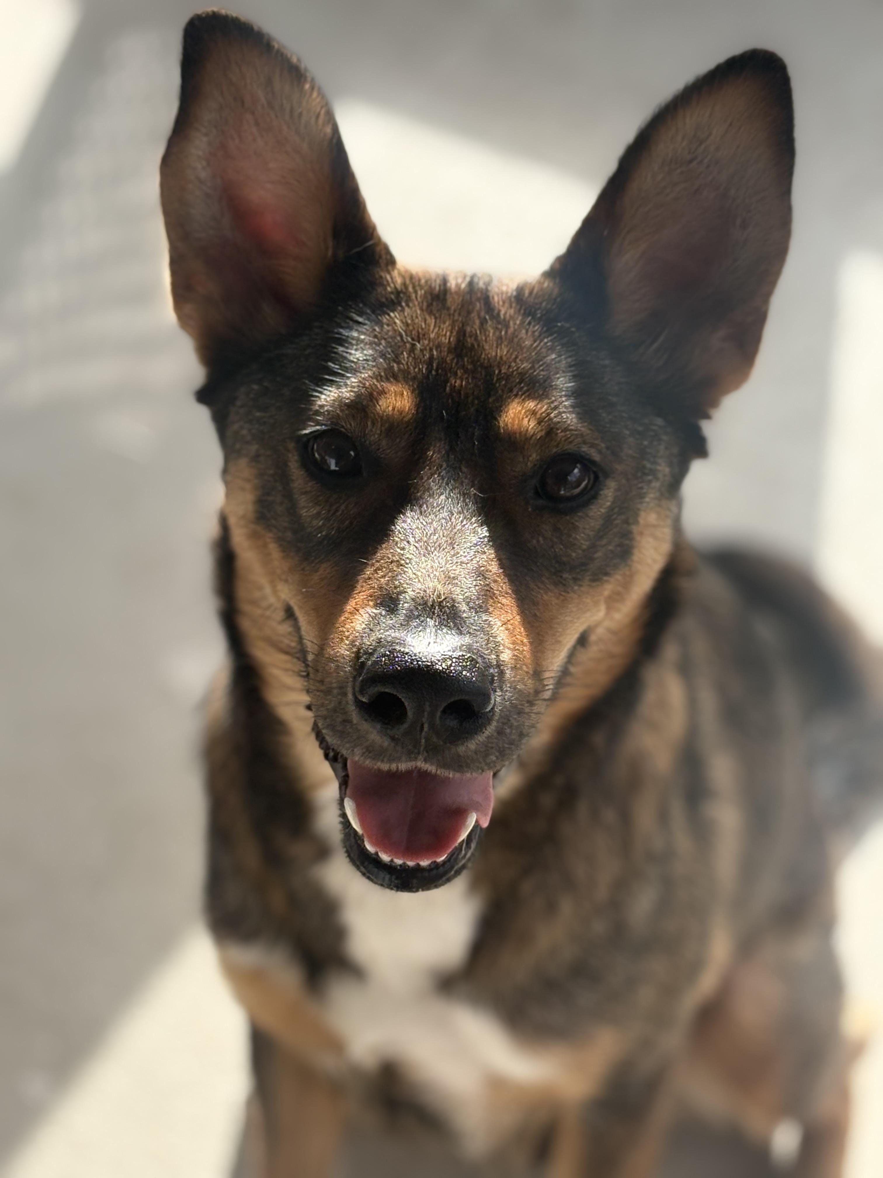 Eevee, ADOPTABLE, Young Female Australian Shepherd.