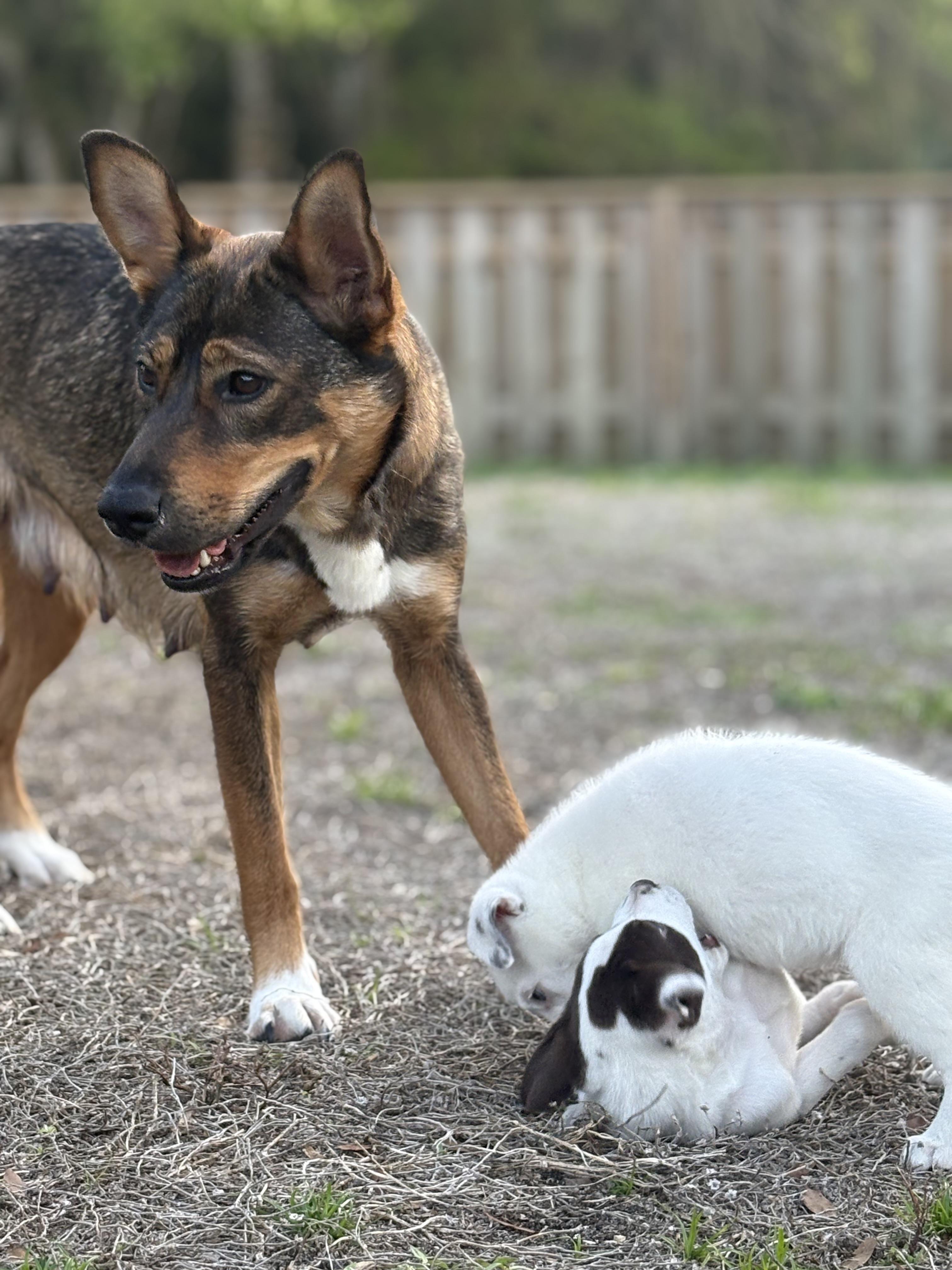 Enlarge Eevee, a ADOPTABLE mixed breed in Port Saint Lucie, FL image 3/4