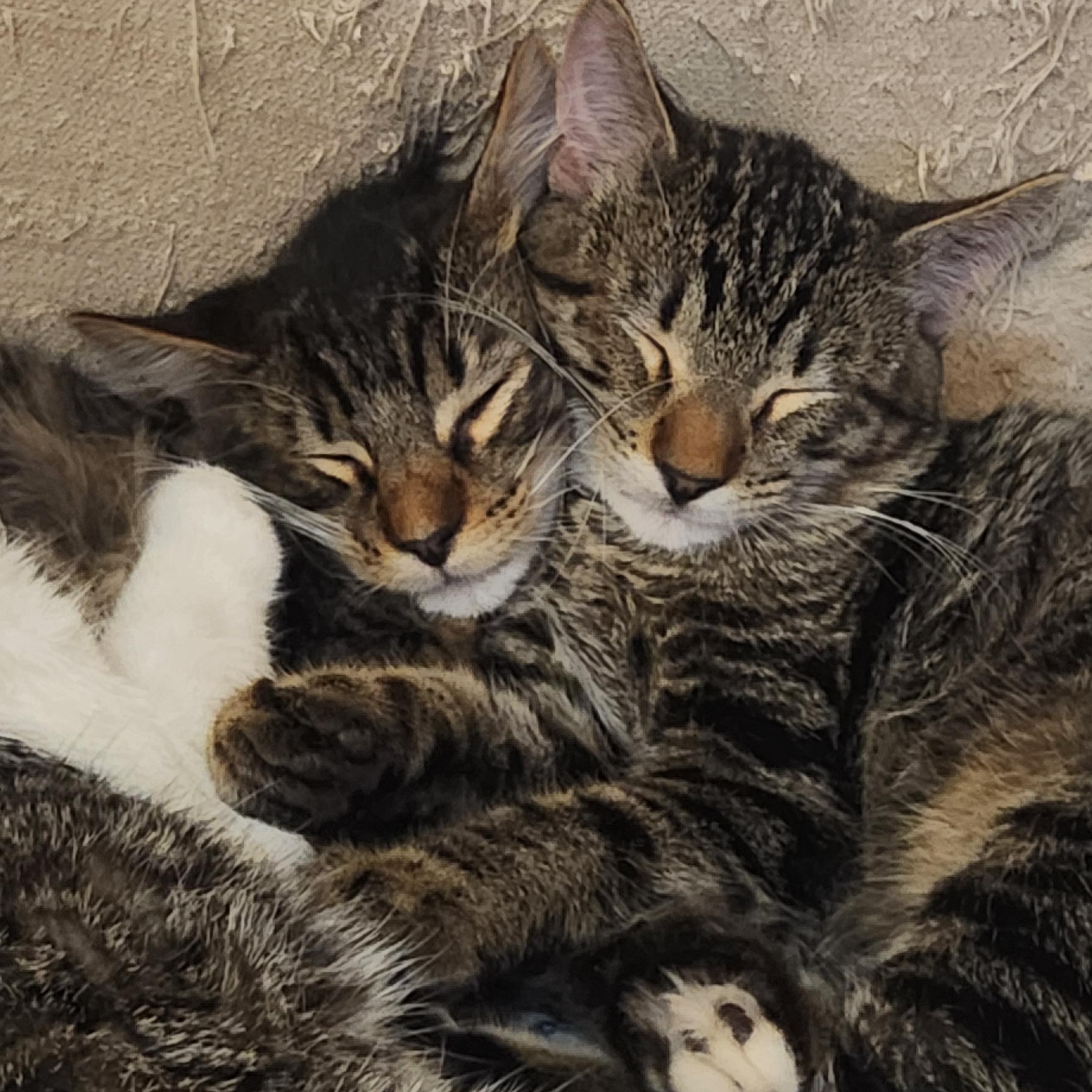 Enlarge Arlo, a ADOPTABLE Tabby in Amarillo, TX image 3/4