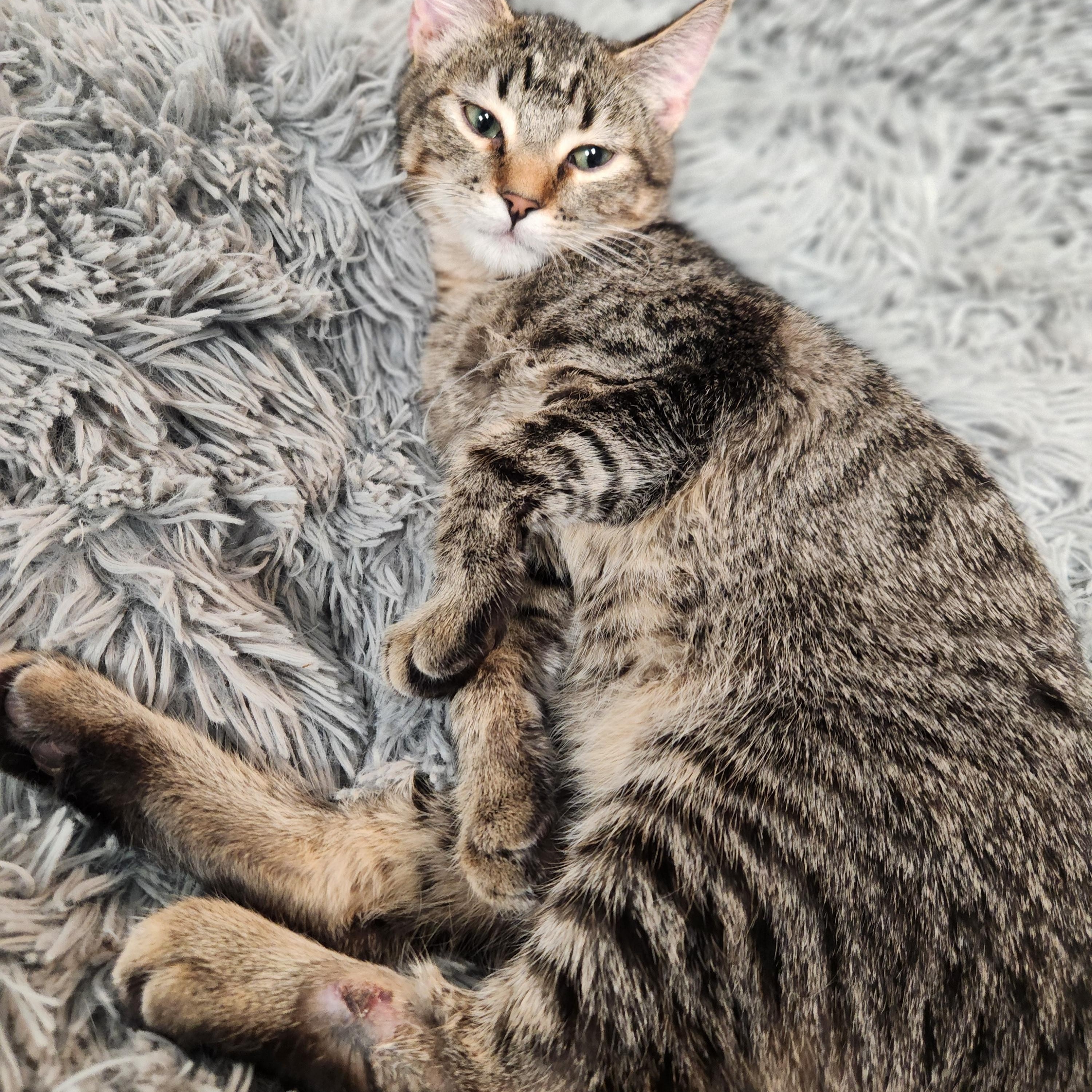 Enlarge Arlo, a ADOPTABLE Tabby in Amarillo, TX image 4/4