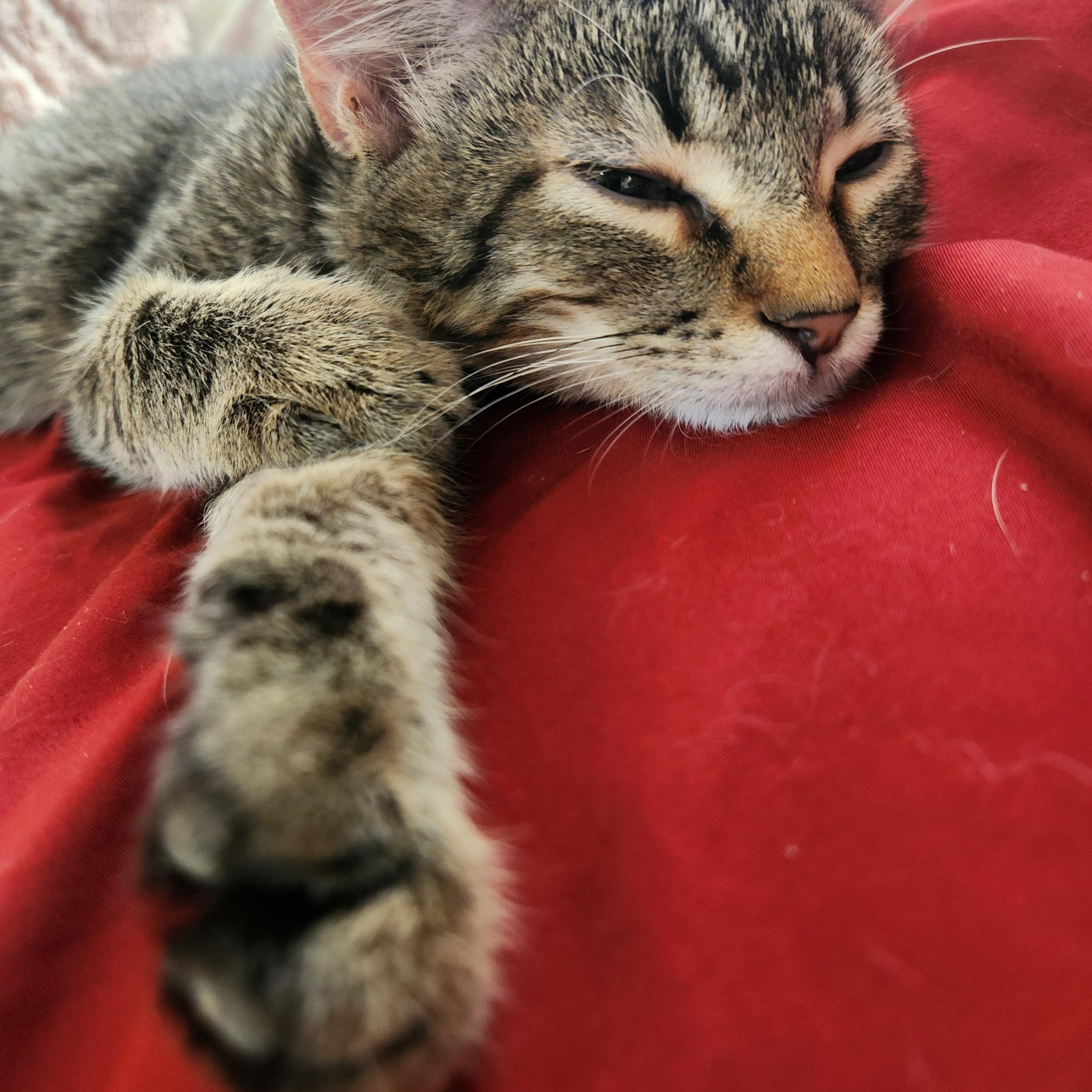 Enlarge Arlo, a ADOPTABLE Tabby in Amarillo, TX image 2/4