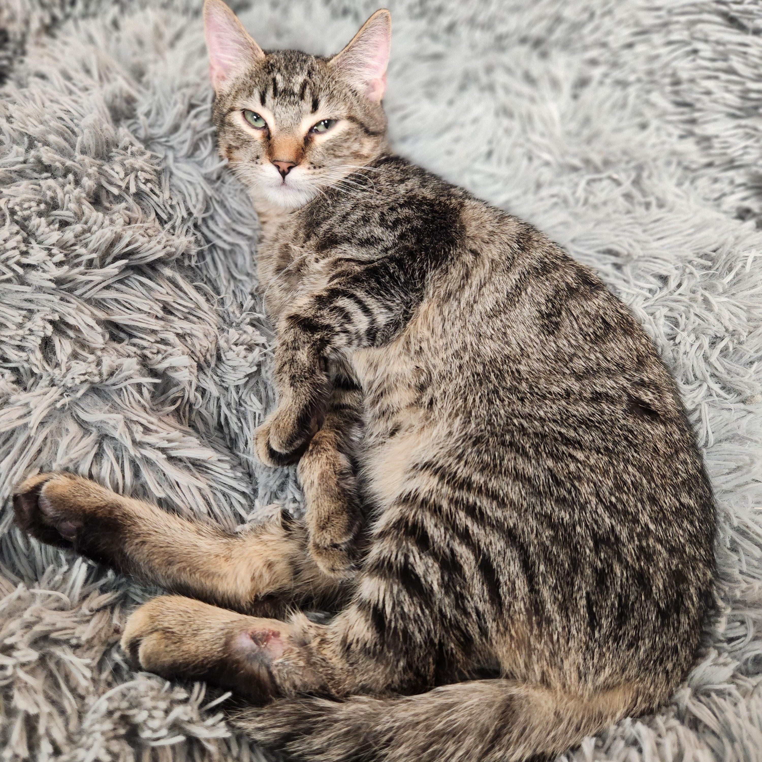 Arlo, ADOPTABLE, Young Male Tabby.