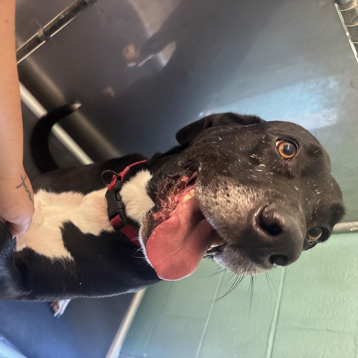 Enlarge Roscoe, a Adoptable mixed breed in Marion, NC image 3/3