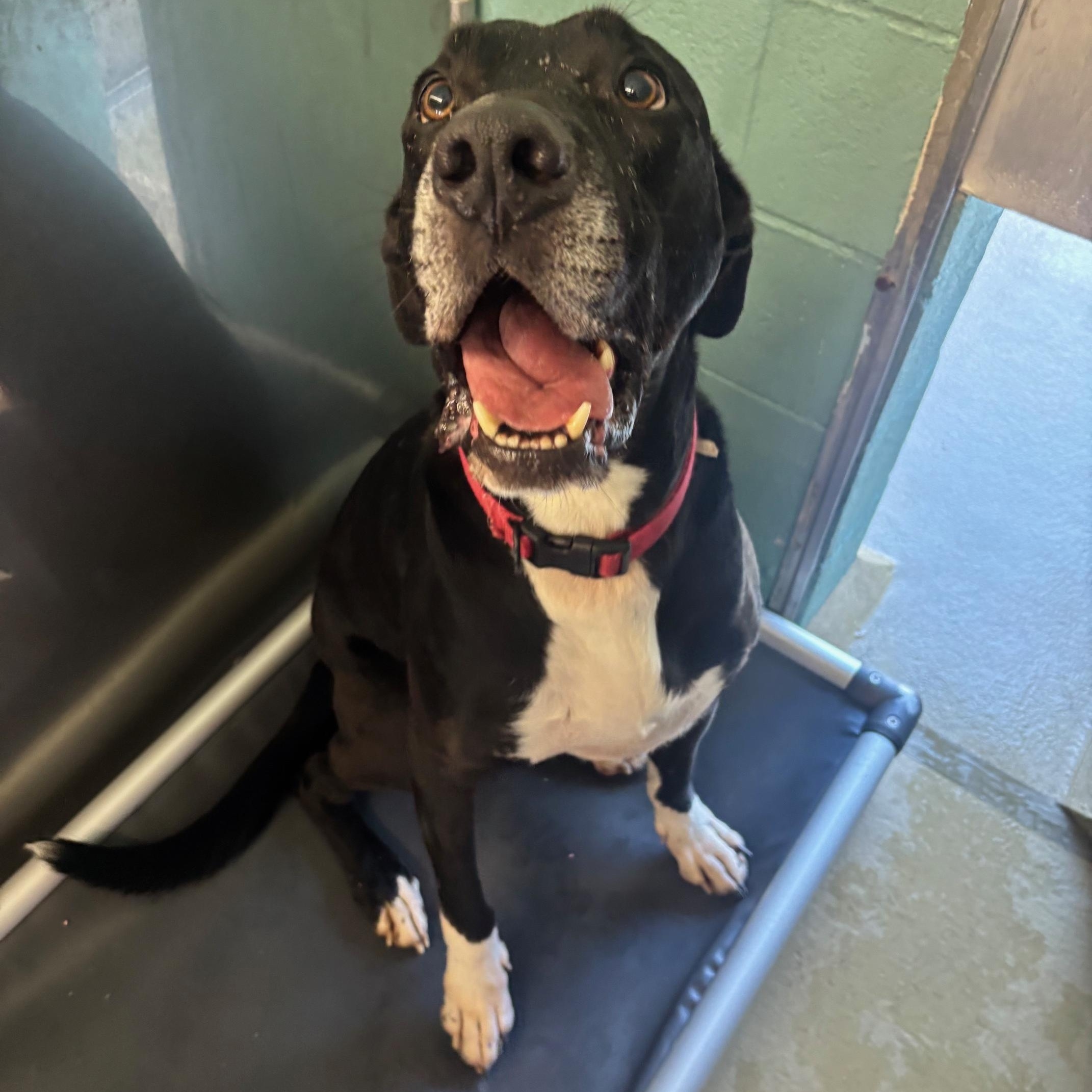 Roscoe, Adoptable, Adult Male Labrador Retriever & Great Dane.