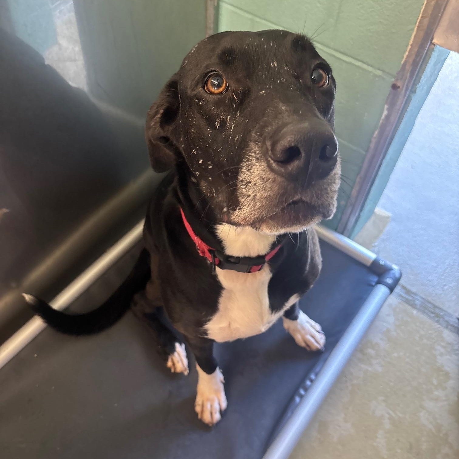 Enlarge Roscoe, a Adoptable mixed breed in Marion, NC image 2/3