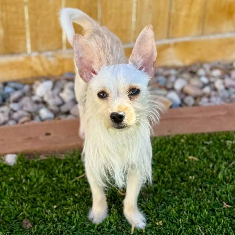 Enlarge Minnie, a ADOPTABLE mixed breed in Mead, CO image 1/2