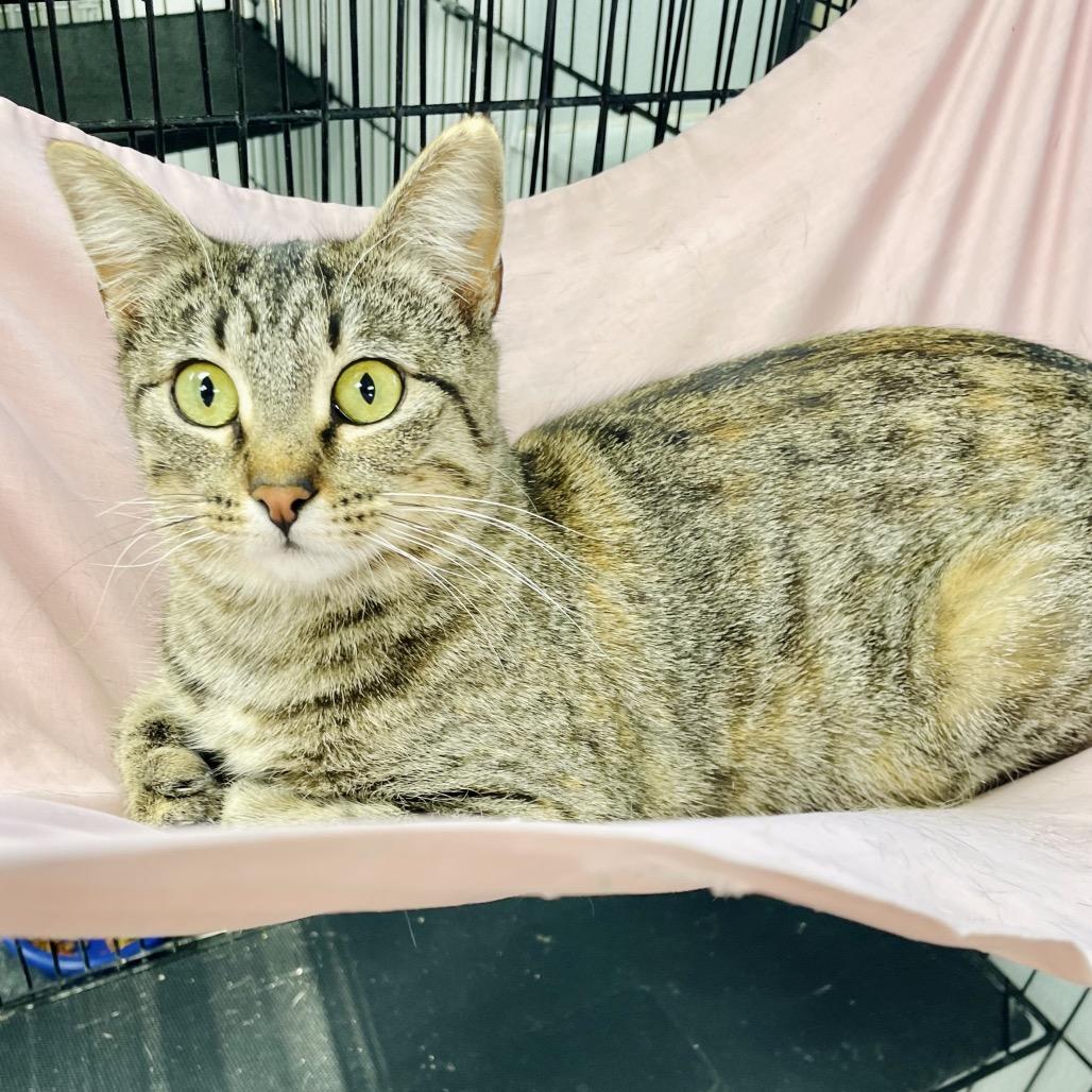 Tilly, Adoptable, Young Female Domestic Short Hair.