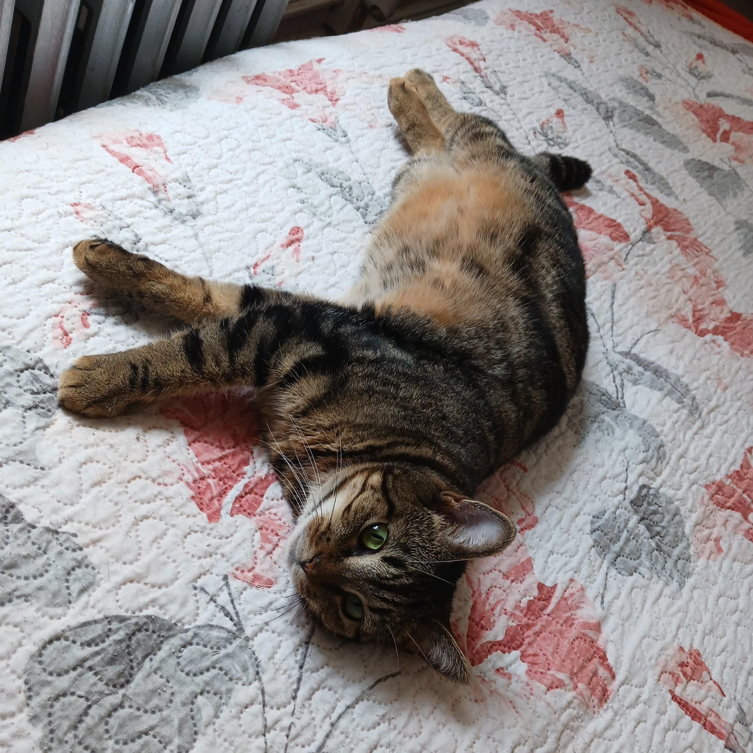 Enlarge Pelham B. - "I'm ready for my closeup", a Adoptable mixed breed in New York, NY image 2/6