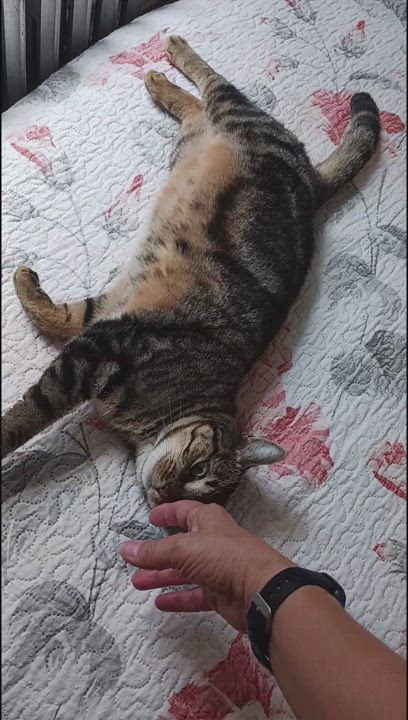 Enlarge Pelham B. - "I'm ready for my closeup", a Adoptable mixed breed in New York, NY video 5/6