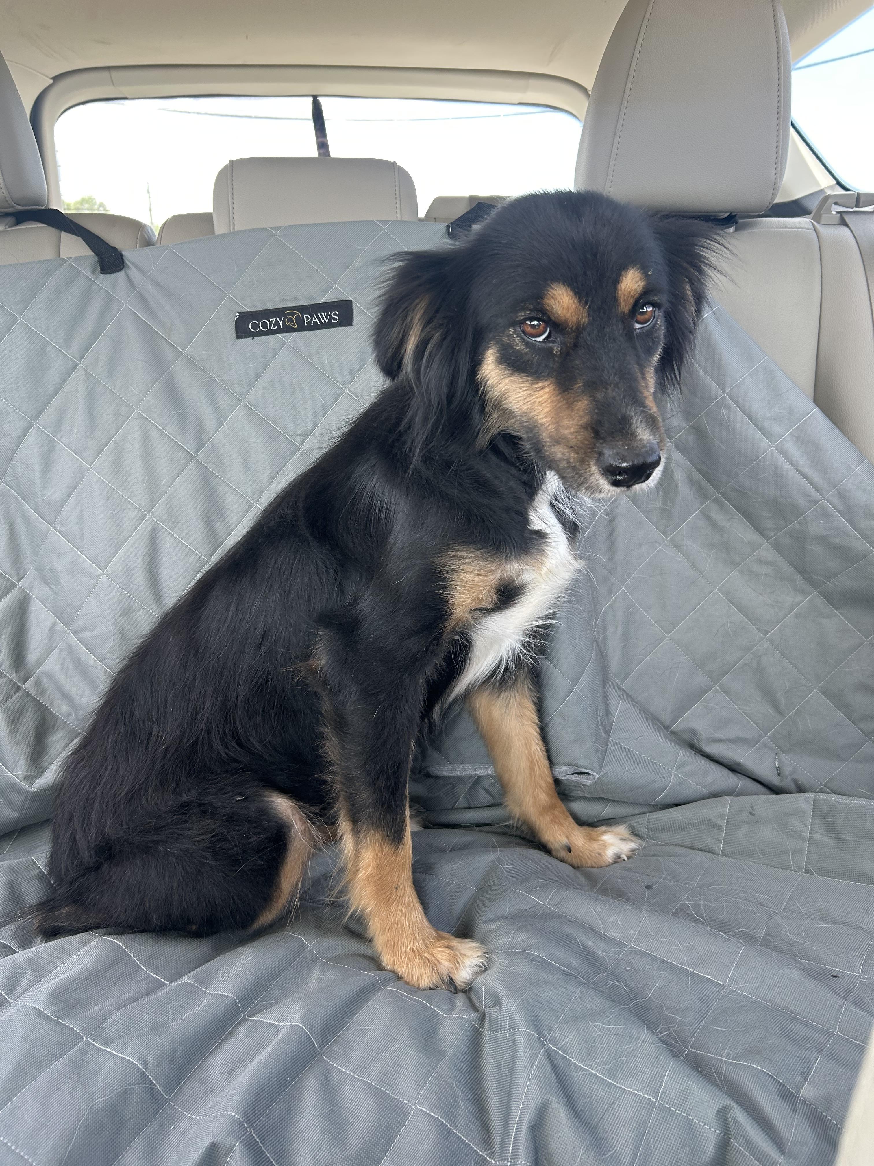 Sophie, Adoptable, Young Female Australian Cattle Dog / Blue Heeler.