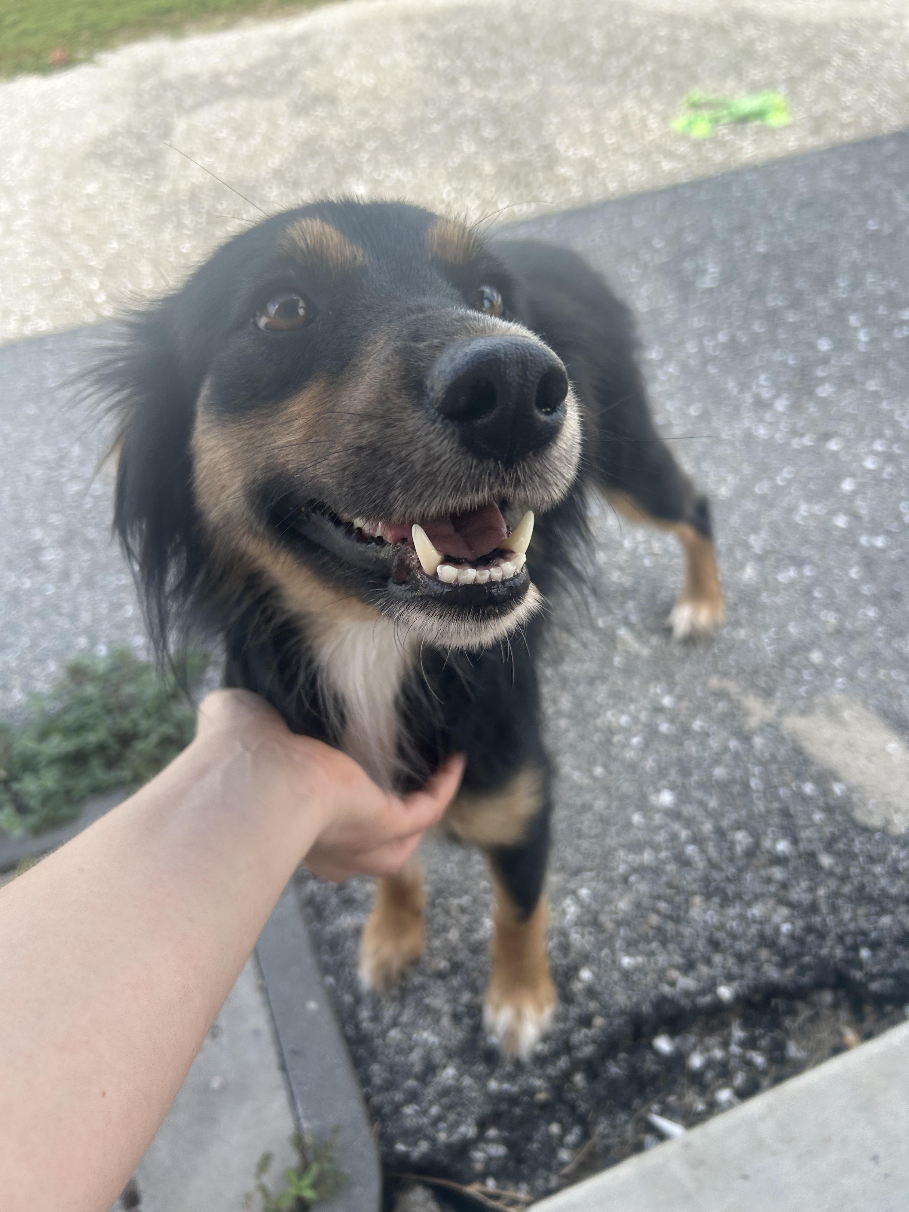 Sophie, a Adoptable Australian Cattle Dog / Blue Heeler in Bradenton, FL image 2/6