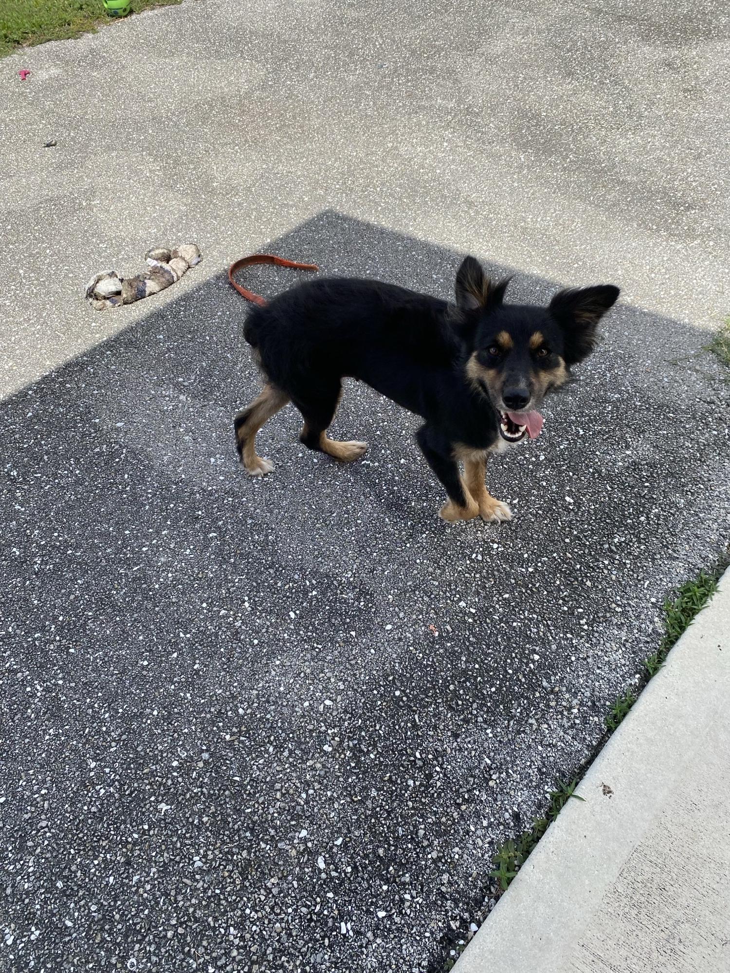 Sophie, a Adoptable Australian Cattle Dog / Blue Heeler in Bradenton, FL image 3/6