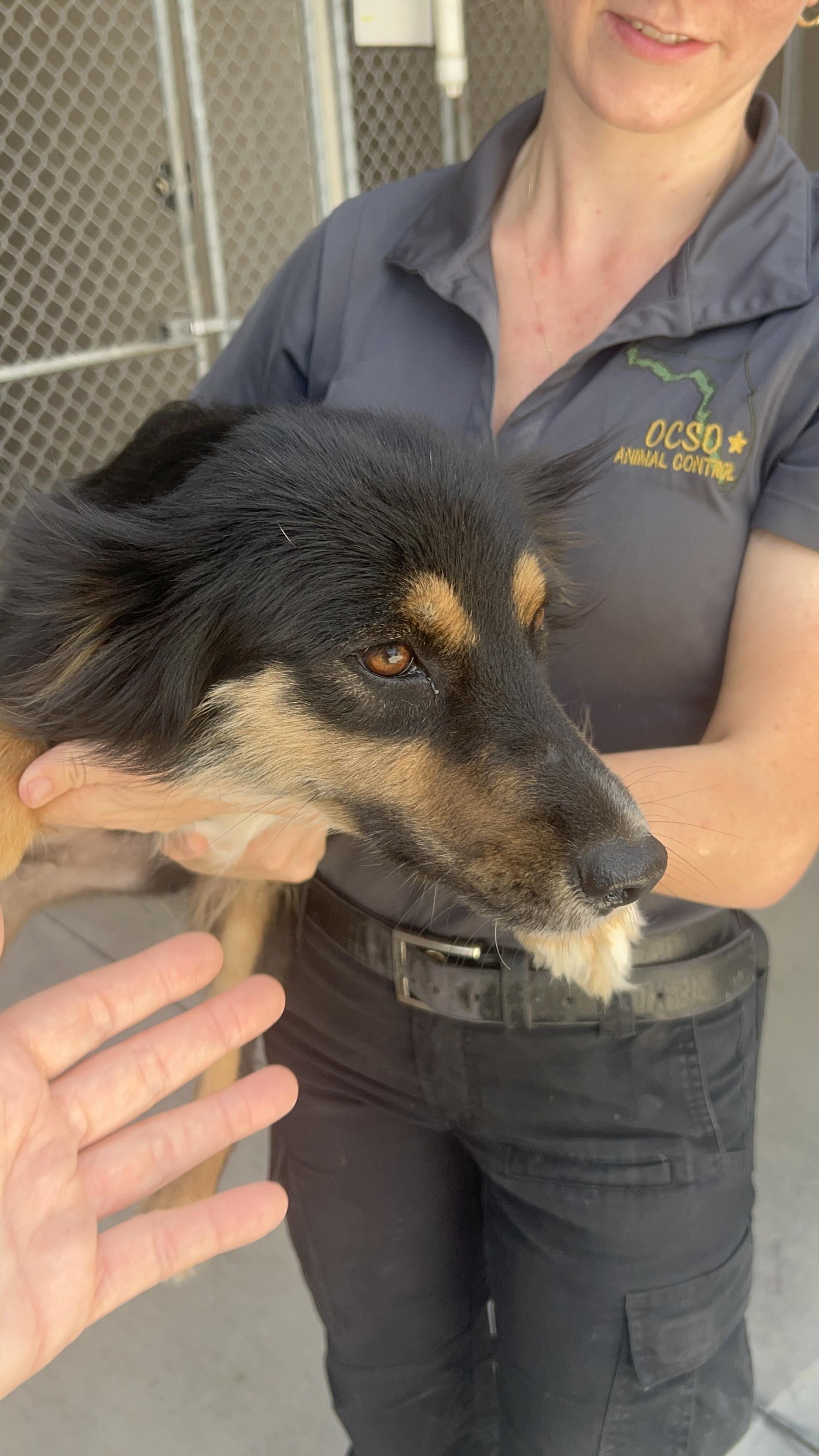 Sophie, a Adoptable Australian Cattle Dog / Blue Heeler in Bradenton, FL image 4/6