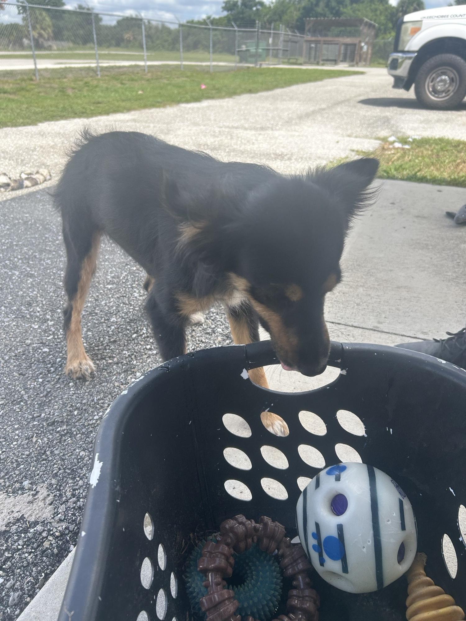 Sophie, a Adoptable Australian Cattle Dog / Blue Heeler in Bradenton, FL image 5/6