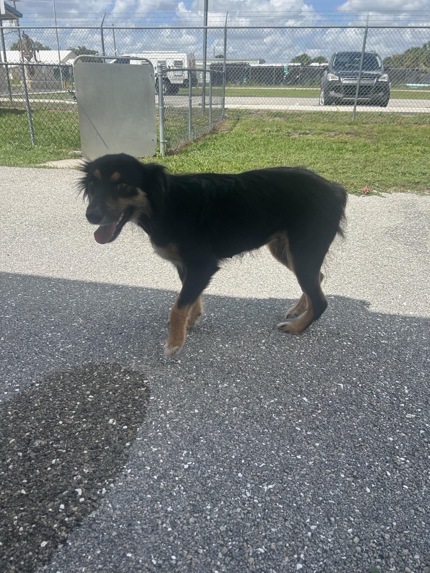 Sophie, a Adoptable Australian Cattle Dog / Blue Heeler in Bradenton, FL image 6/6