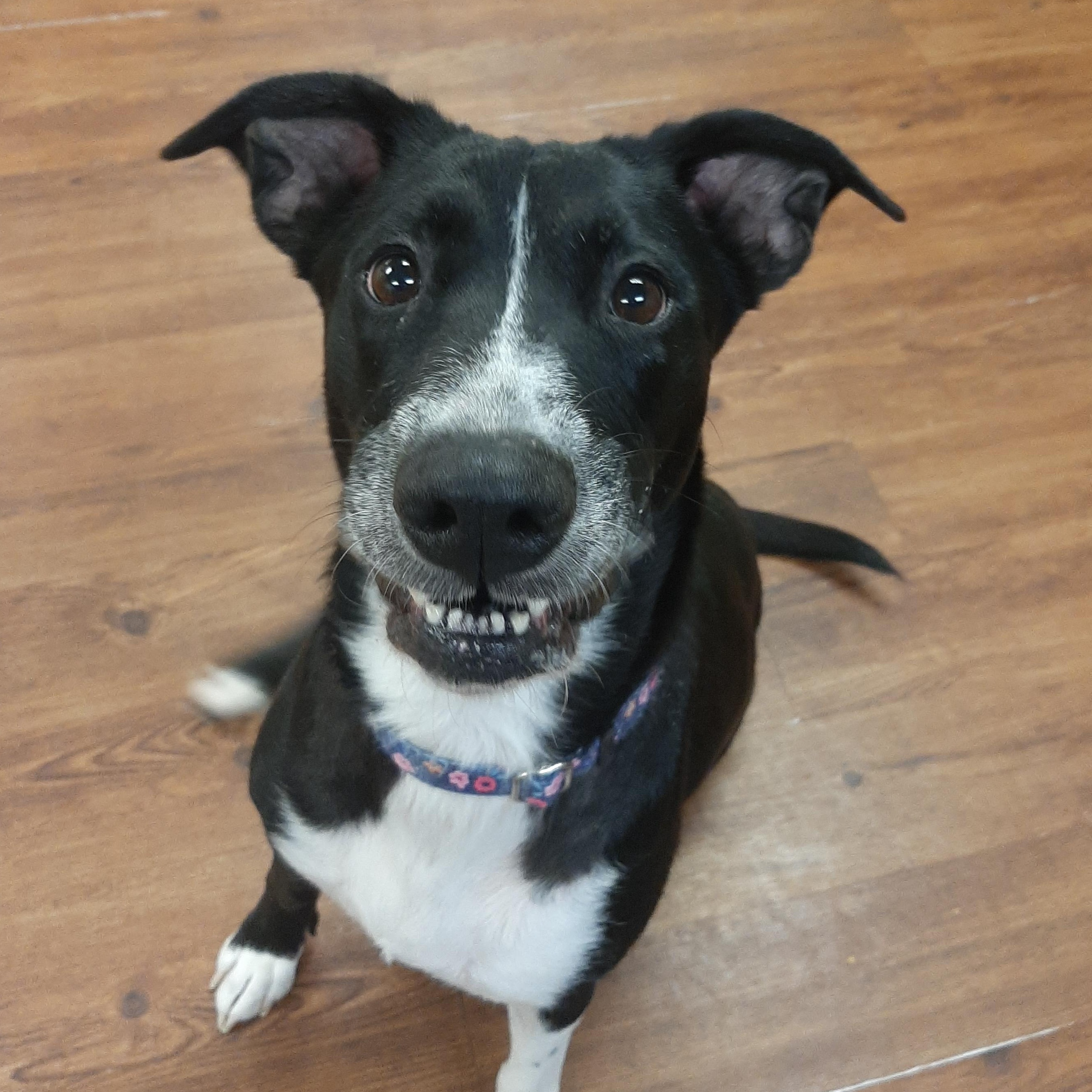 Enlarge Zina, an adoptable mixed breed in Lake Odessa, MI image 2/6
