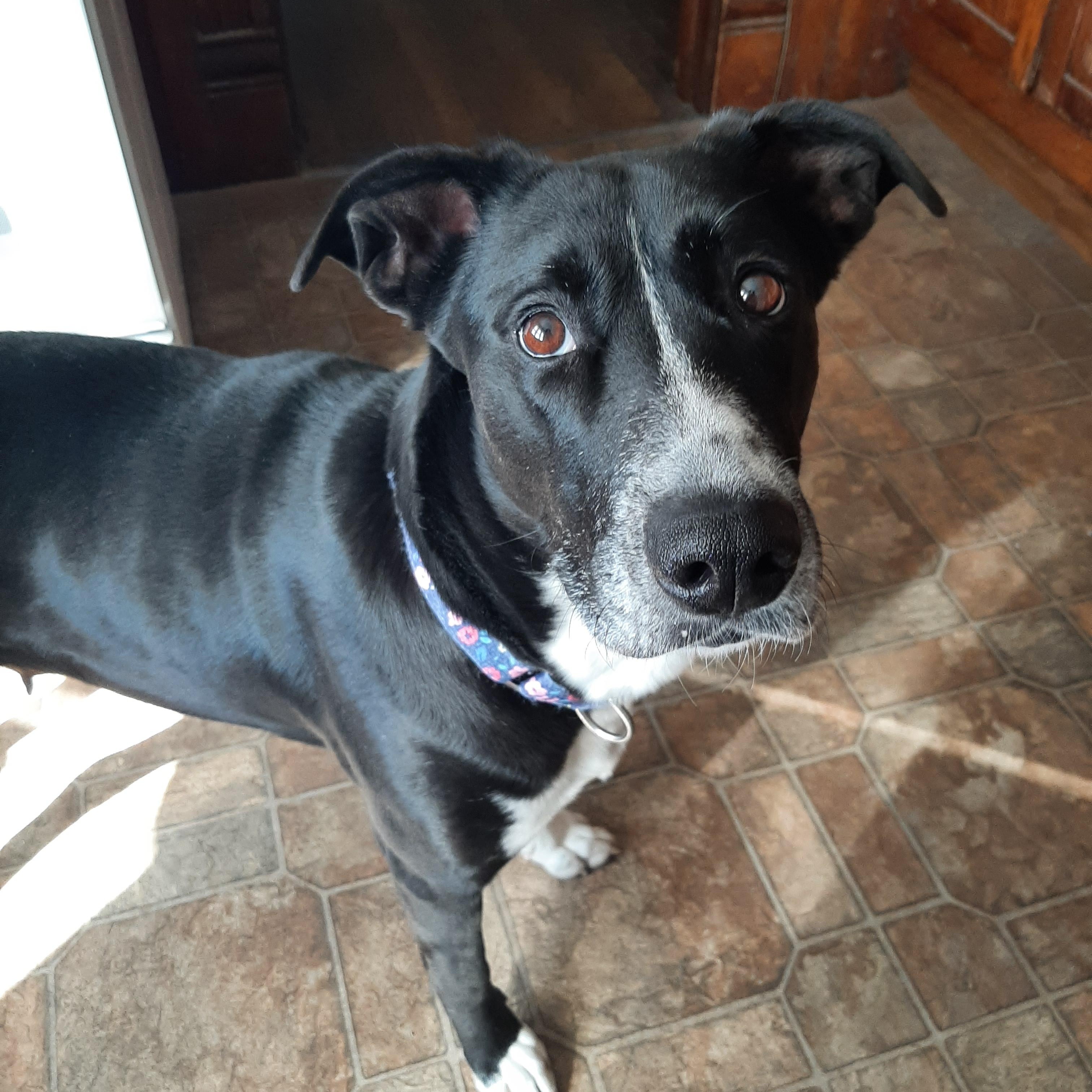 Enlarge Zina, an adoptable mixed breed in Lake Odessa, MI image 3/6