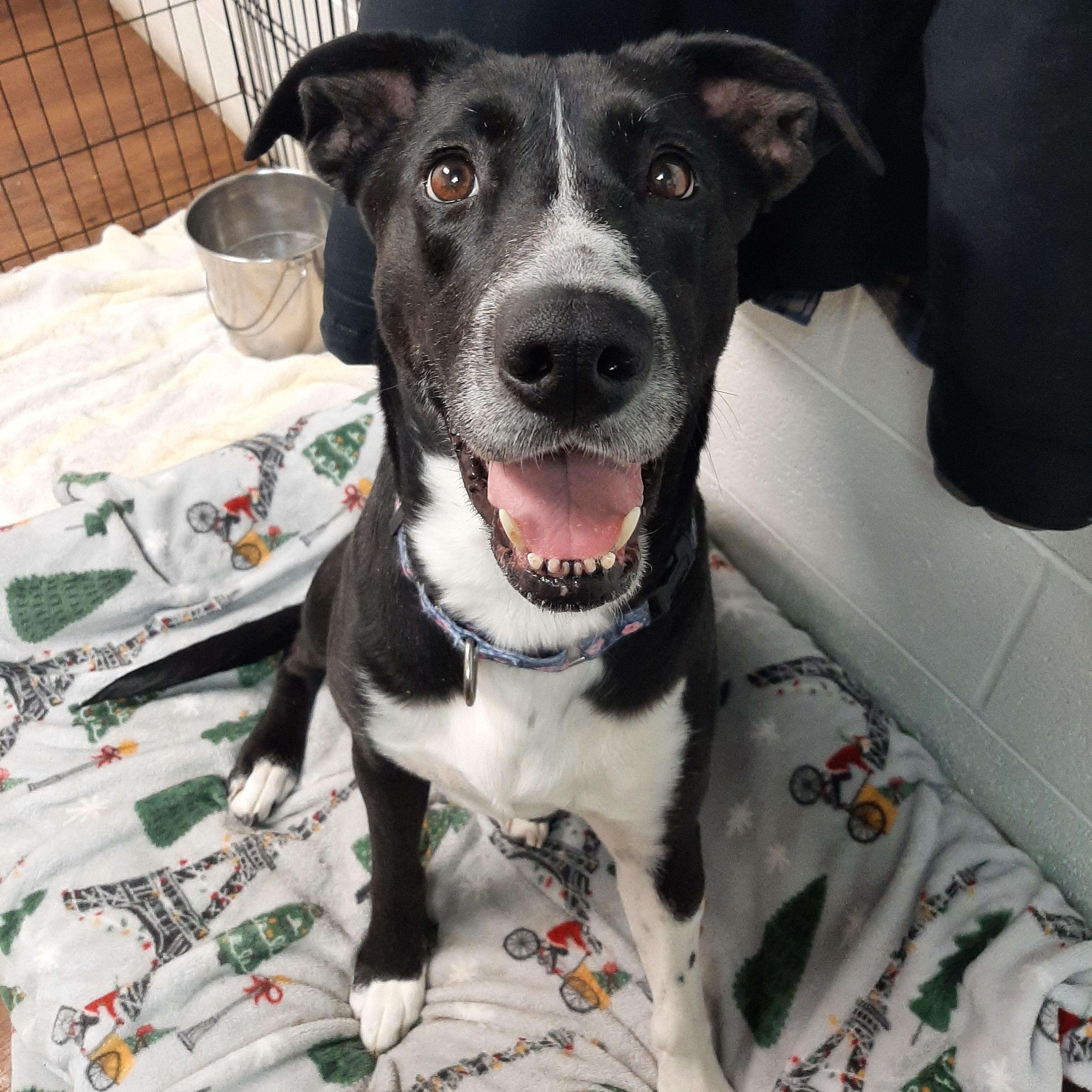 Enlarge Zina, an adoptable mixed breed in Lake Odessa, MI image 4/6