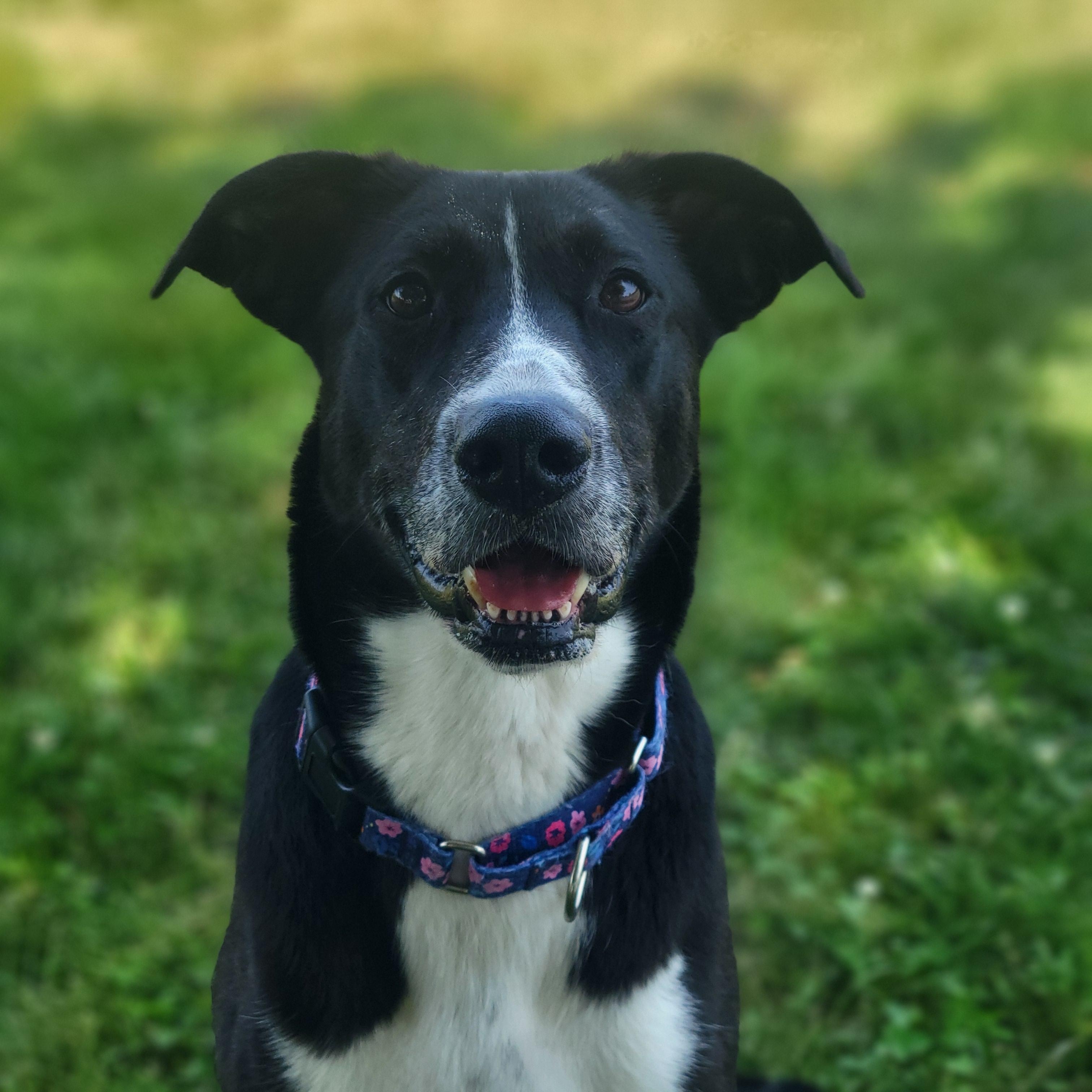 Zina, an adoptable mixed breed in Lake Odessa, MI image 1/6