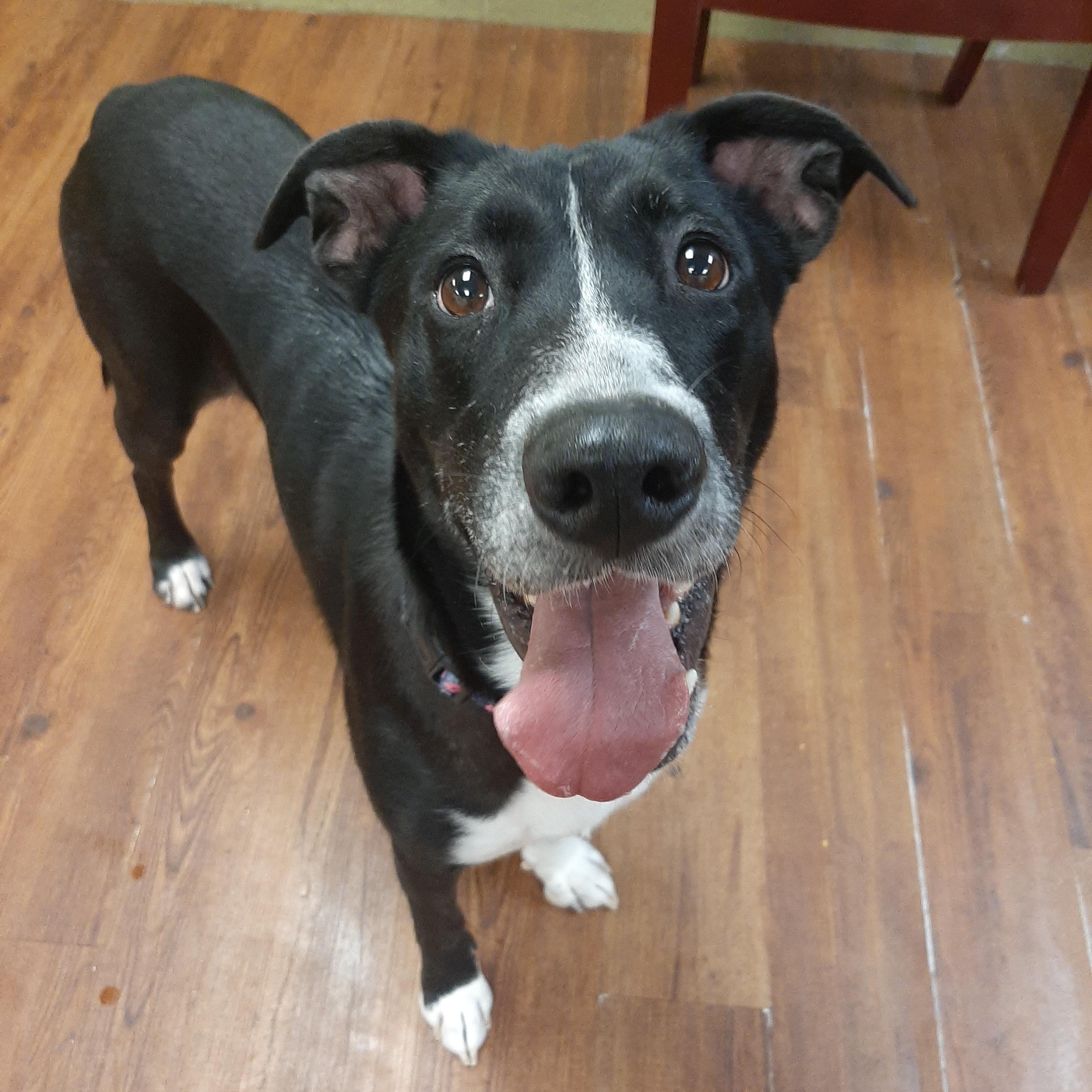 Enlarge Zina, an adoptable mixed breed in Lake Odessa, MI image 6/6