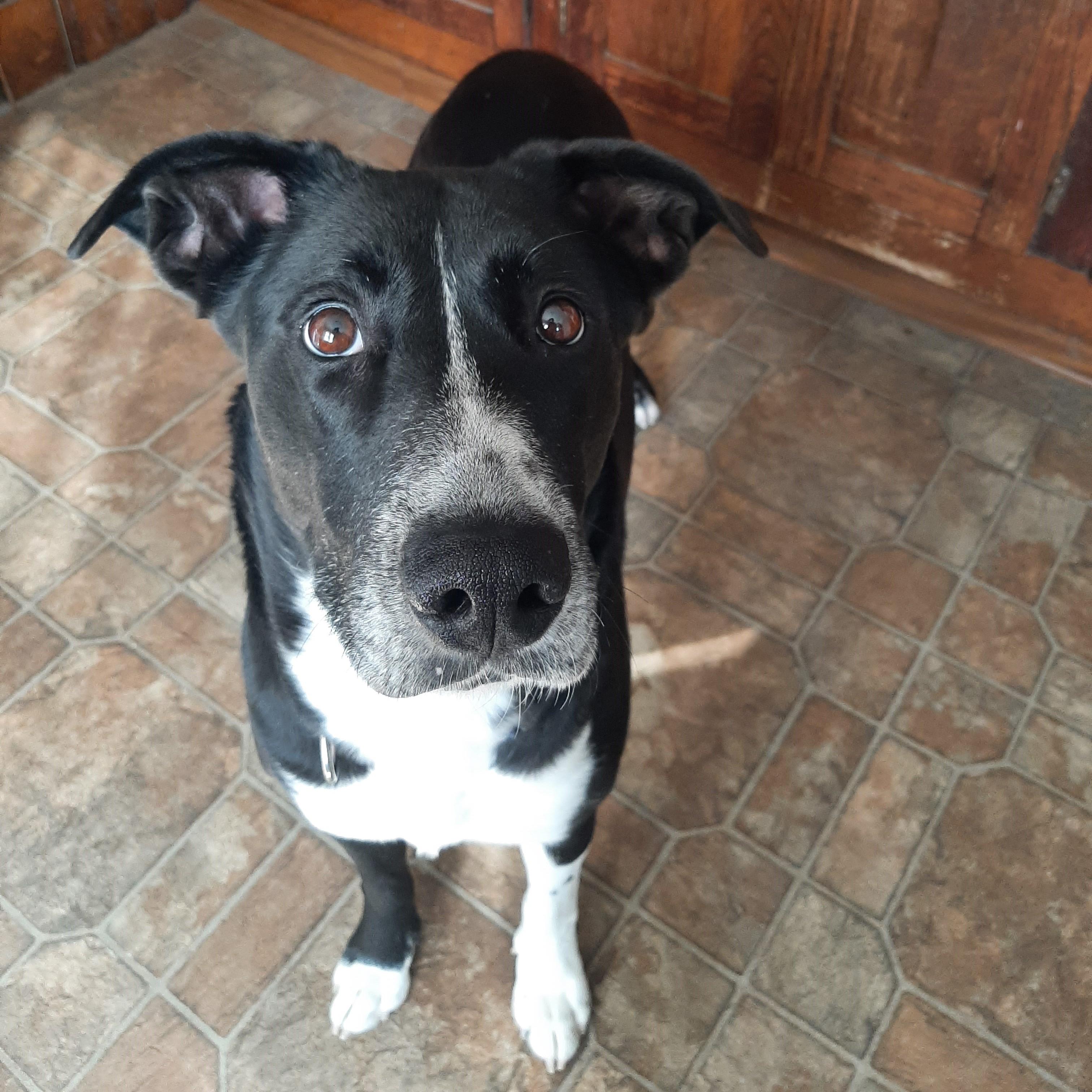 Enlarge Zina, an adoptable mixed breed in Lake Odessa, MI image 5/6
