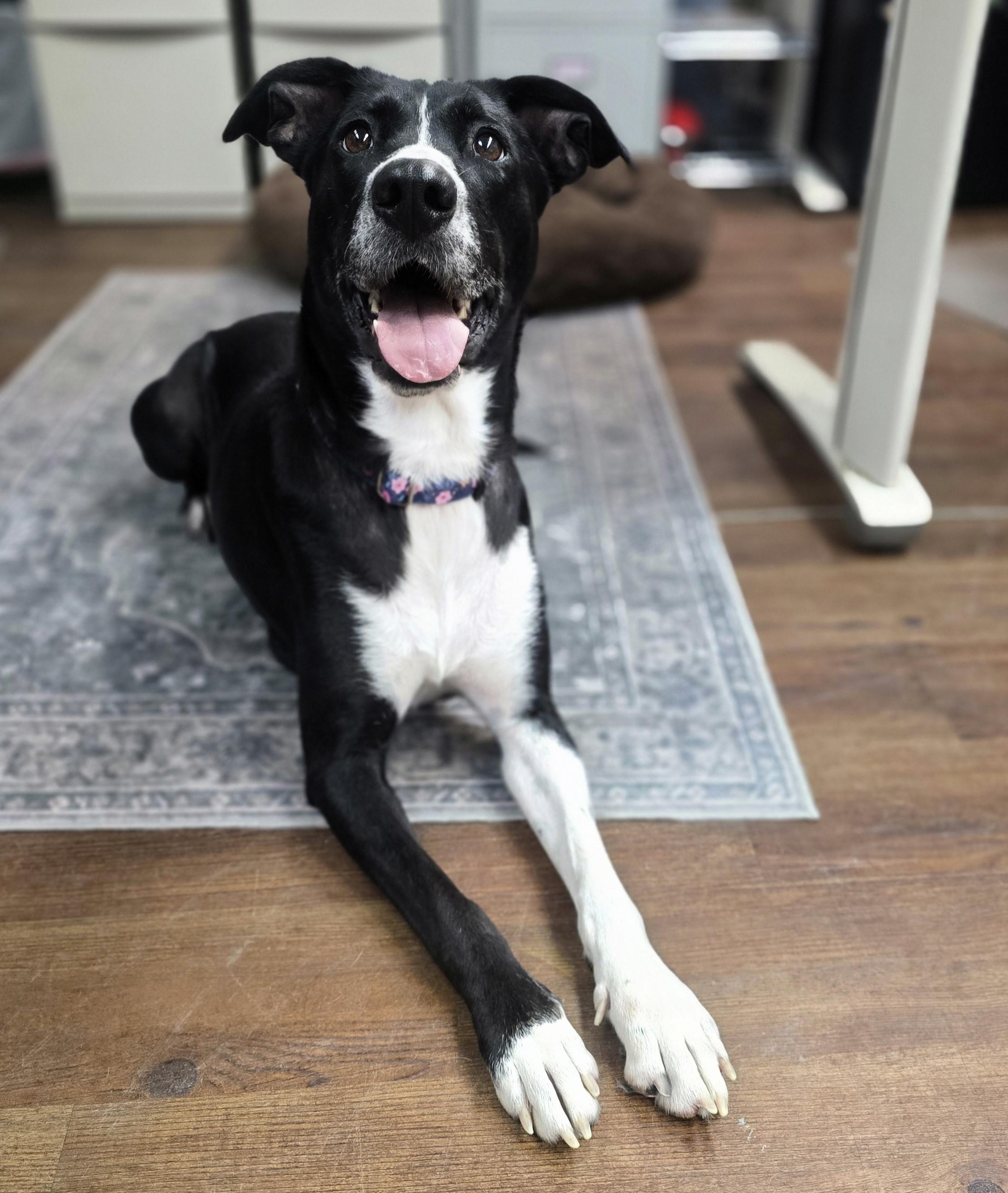 Enlarge Zina, an adoptable mixed breed in Lake Odessa, MI image 1/6