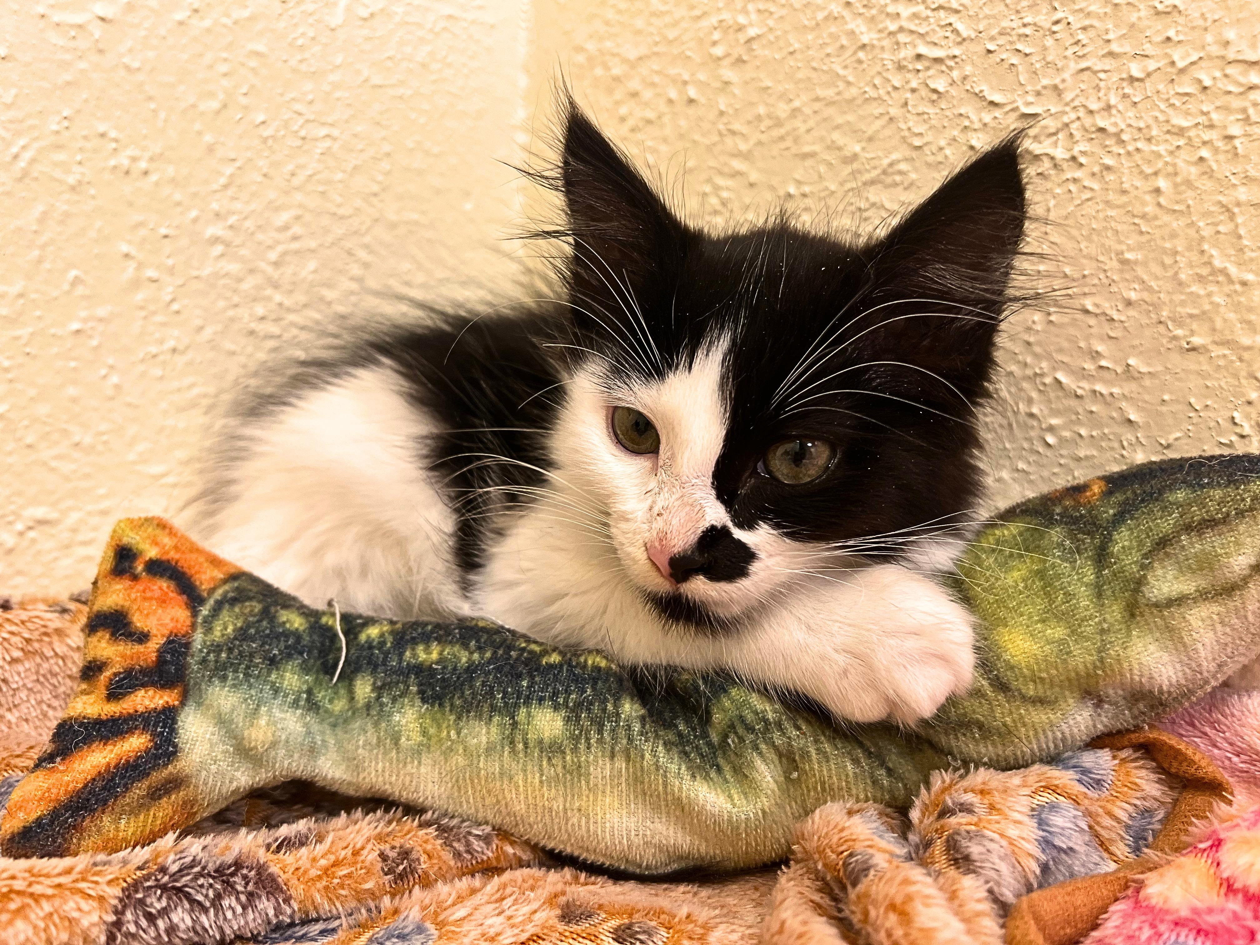 Domino, a polka dotted cutie (siblings with Quinn, Riddle & Harvey), a Adoptable Domestic Medium Hair in The Dalles, OR image 2/2