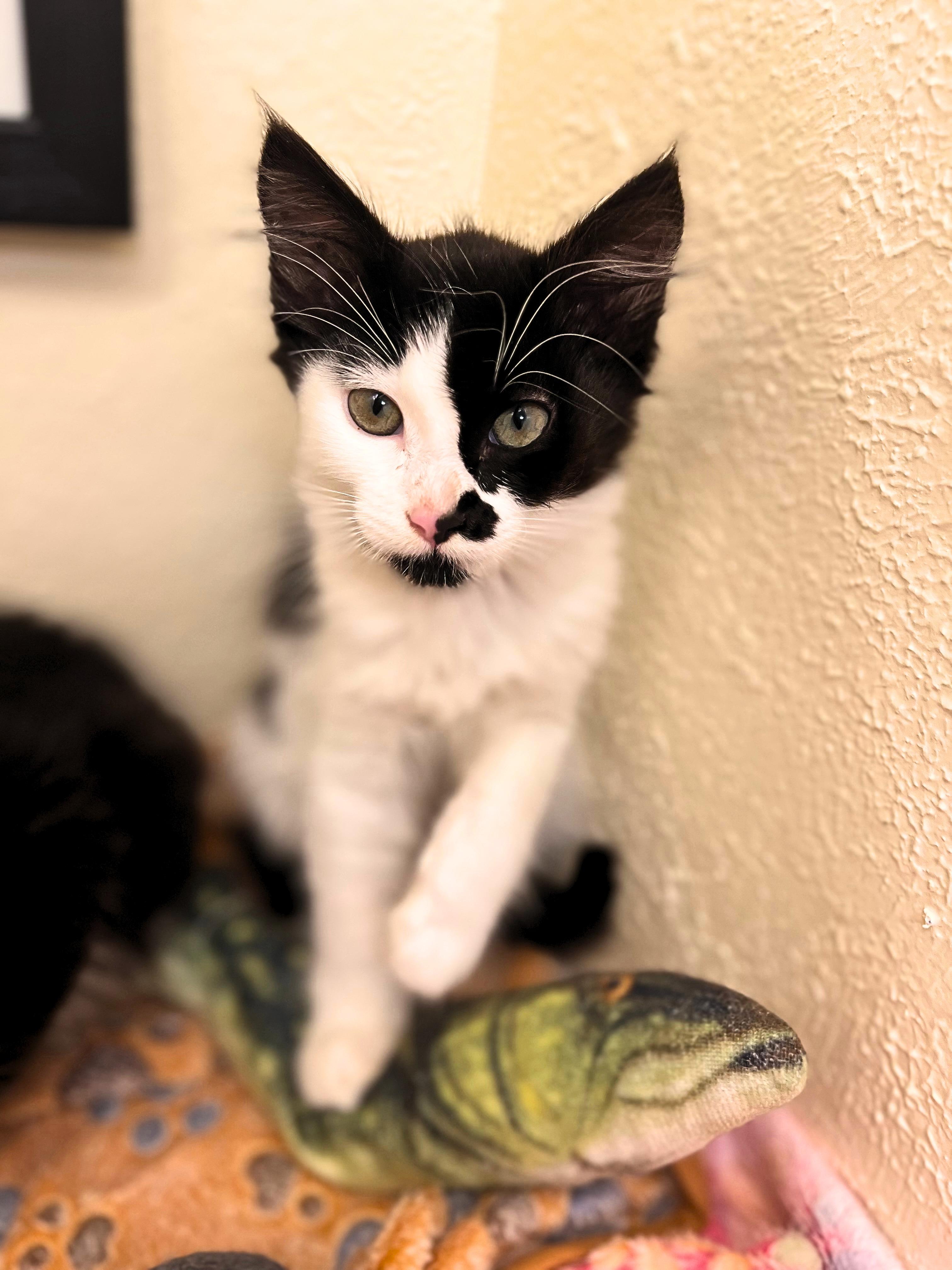 Domino, a polka dotted cutie (siblings with Quinn, Riddle & Harvey), Adoptable, Kitten Female Domestic Medium Hair.