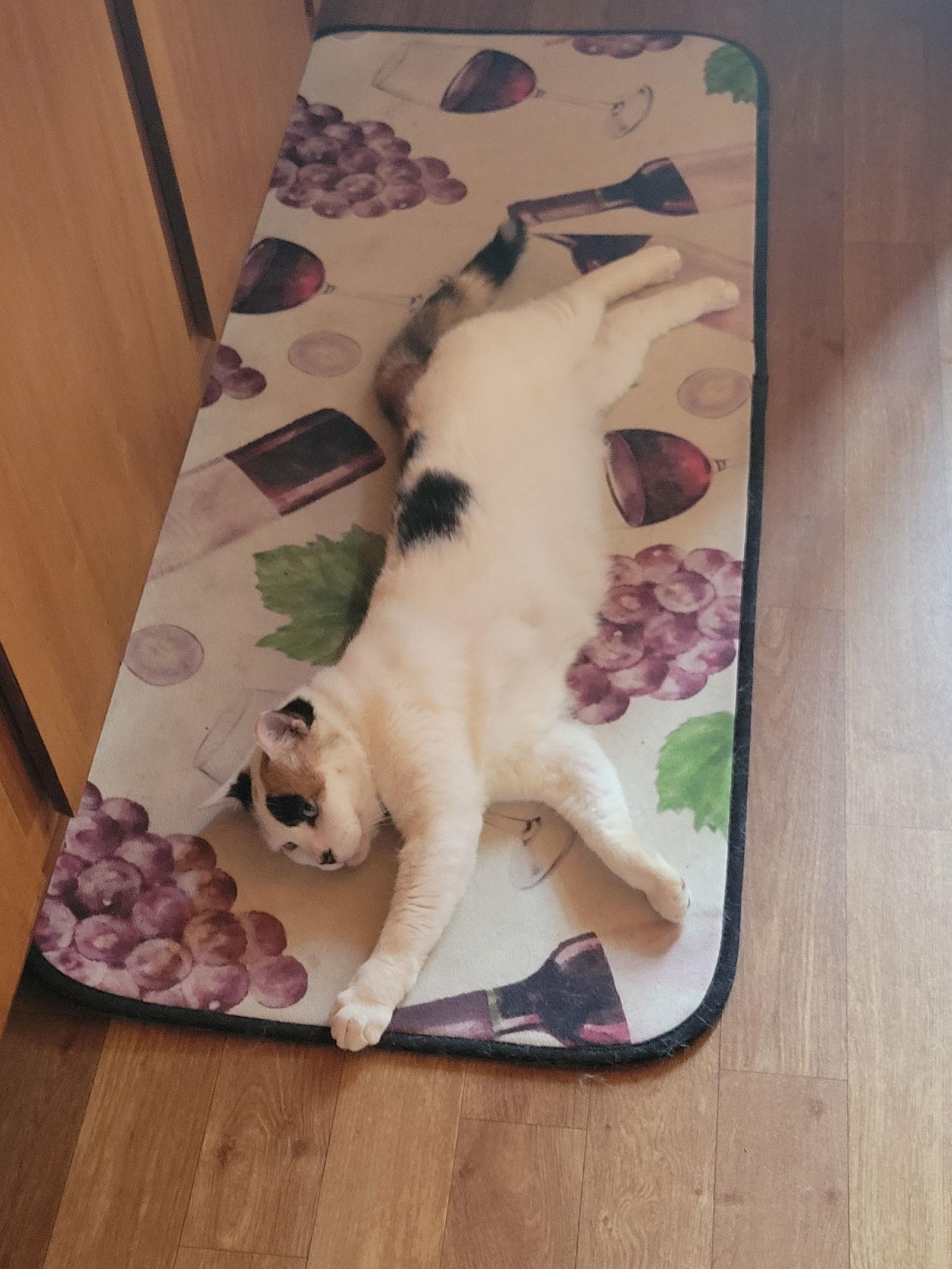 Potatocake - Courtesy Post, Adoptable, Adult Female Calico & Domestic Short Hair.