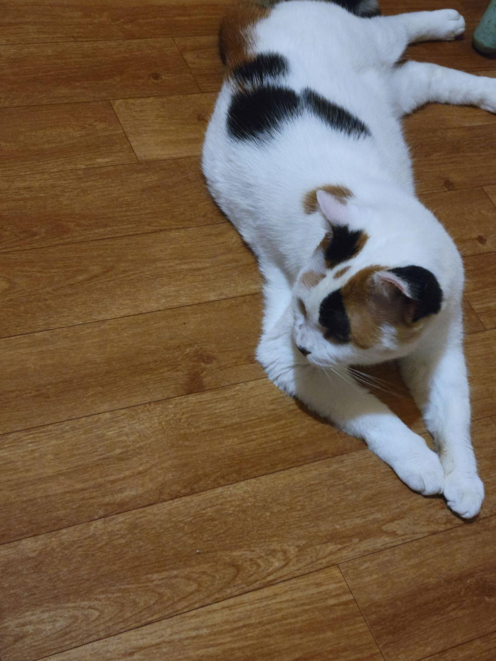 Potatocake - Courtesy Post, a Adoptable mixed breed in Harrisburg, PA image 2/2