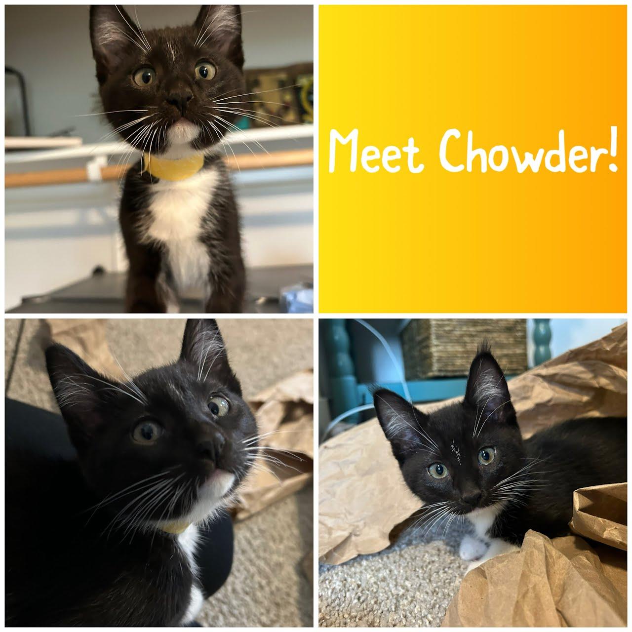 Chowder, Adoptable, Kitten Female Domestic Short Hair.