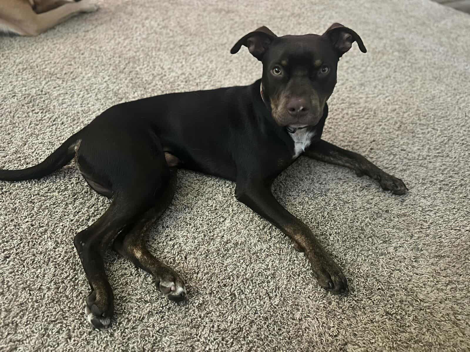 Enlarge Finn, a Adopted Pit Bull Terrier in Visalia, CA image 1/1