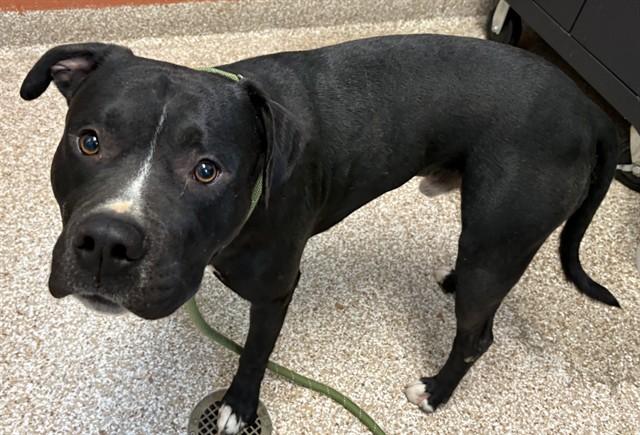 INK BLOT, Adoptable, Young Male Pit Bull Terrier.
