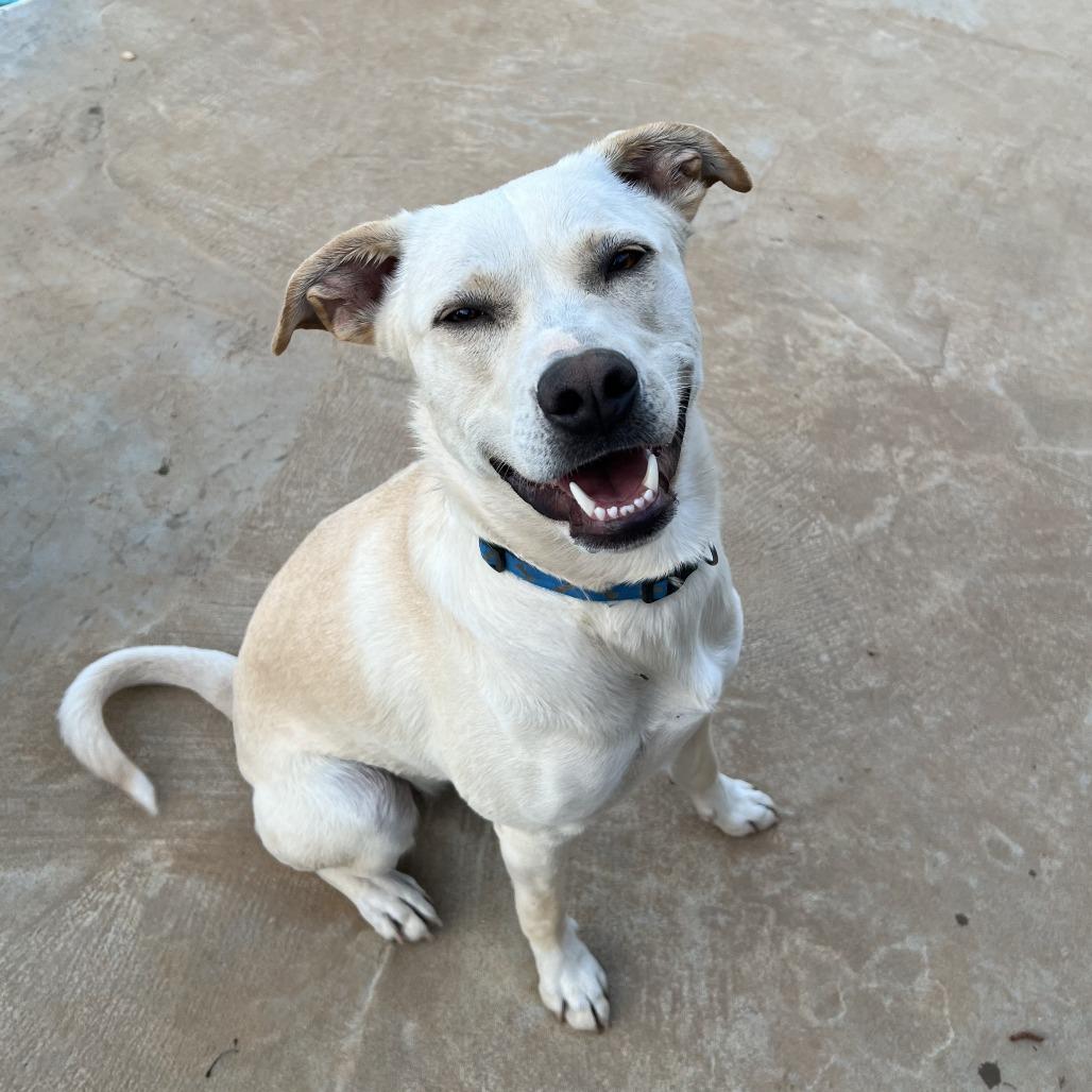 Pearl, Adoptable, Adult Female Labrador Retriever & Greyhound.