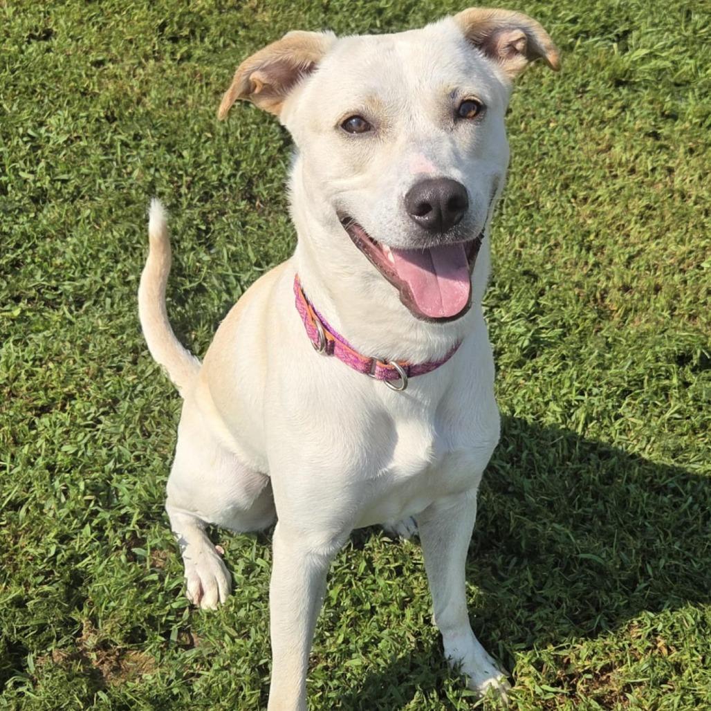 Pearl, Adoptable, Adult Female Labrador Retriever & Greyhound.