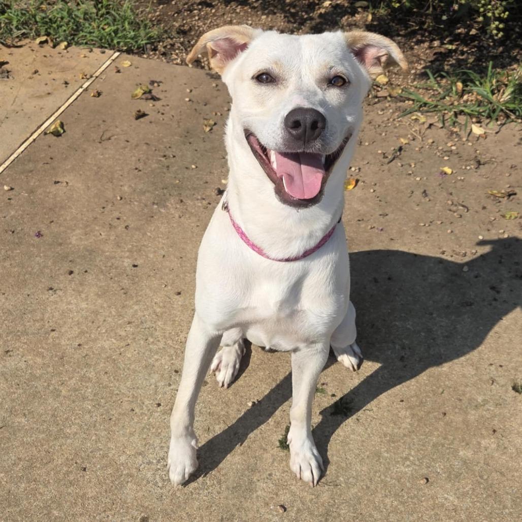 Enlarge Pearl, a Adoptable mixed breed in Huntsville, AL image 2/6