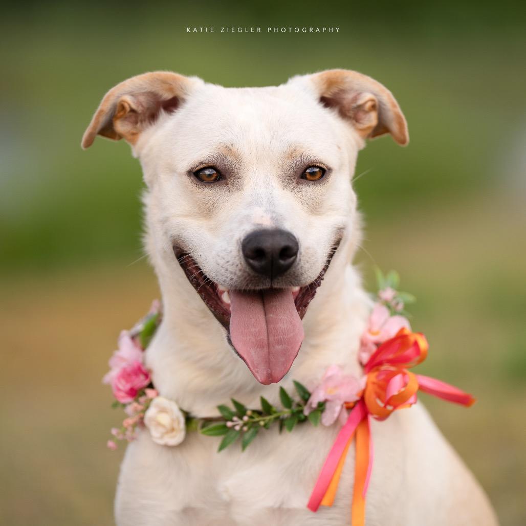 Pearl, Adoptable, Adult Female Labrador Retriever & Greyhound.