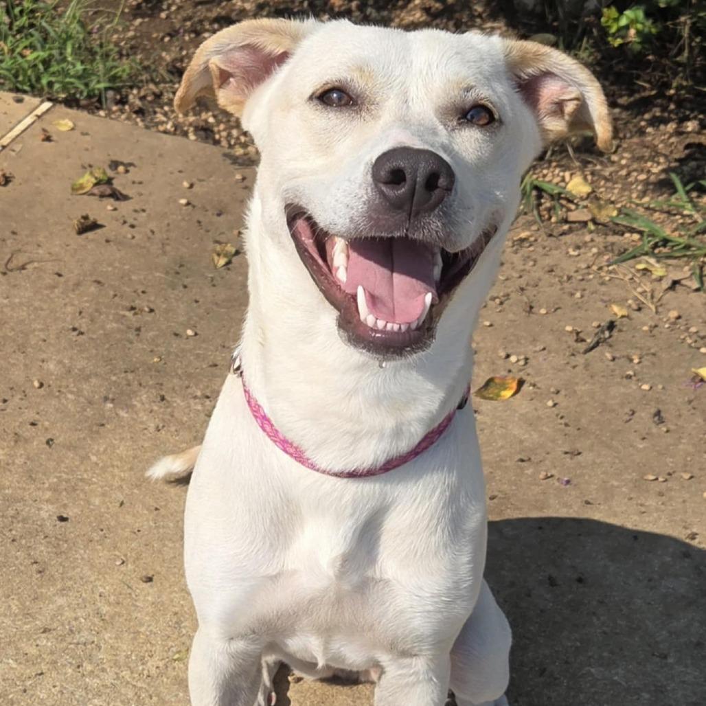 Enlarge Pearl, a Adoptable mixed breed in Huntsville, AL image 3/6