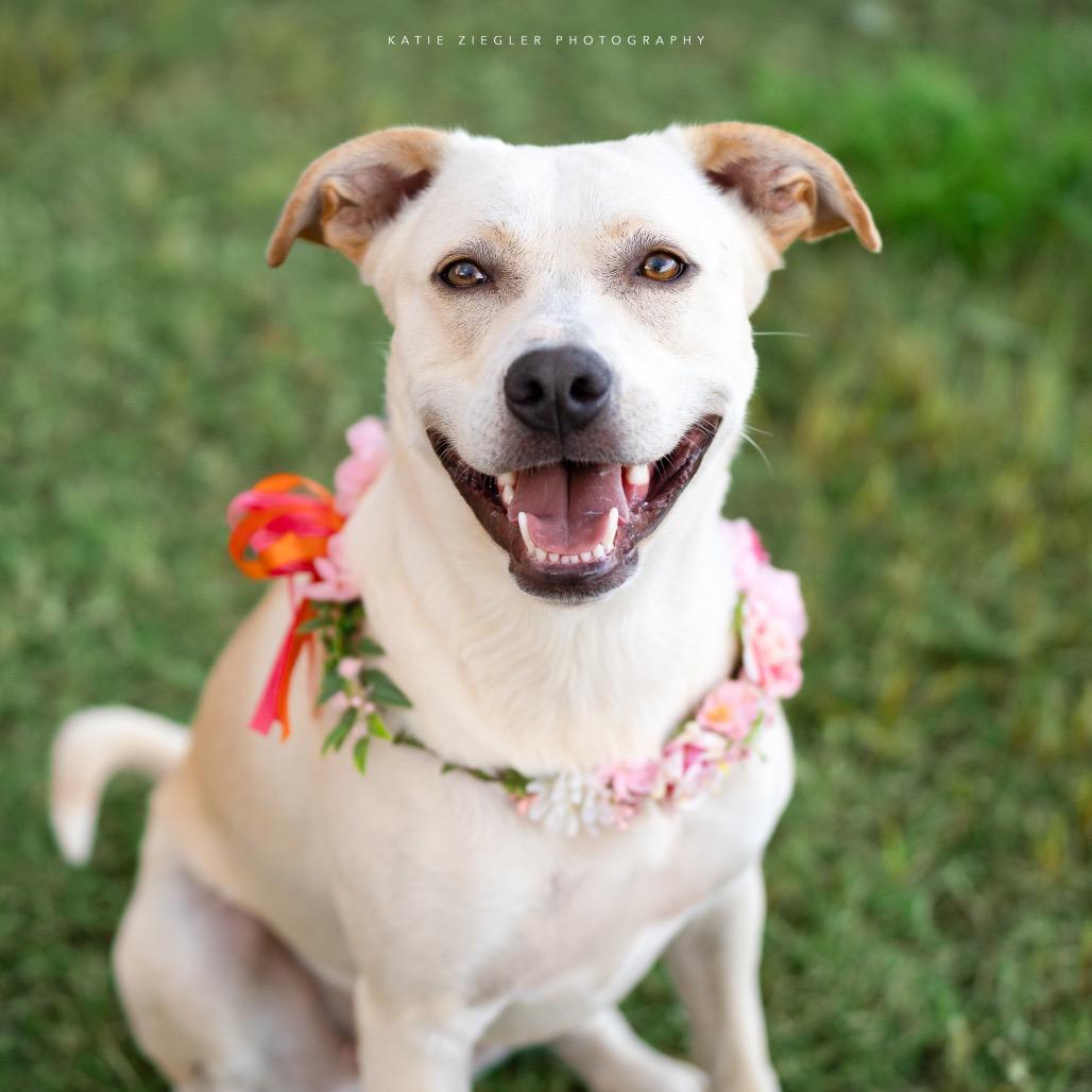 Enlarge Pearl, a Adoptable mixed breed in Huntsville, AL image 2/6