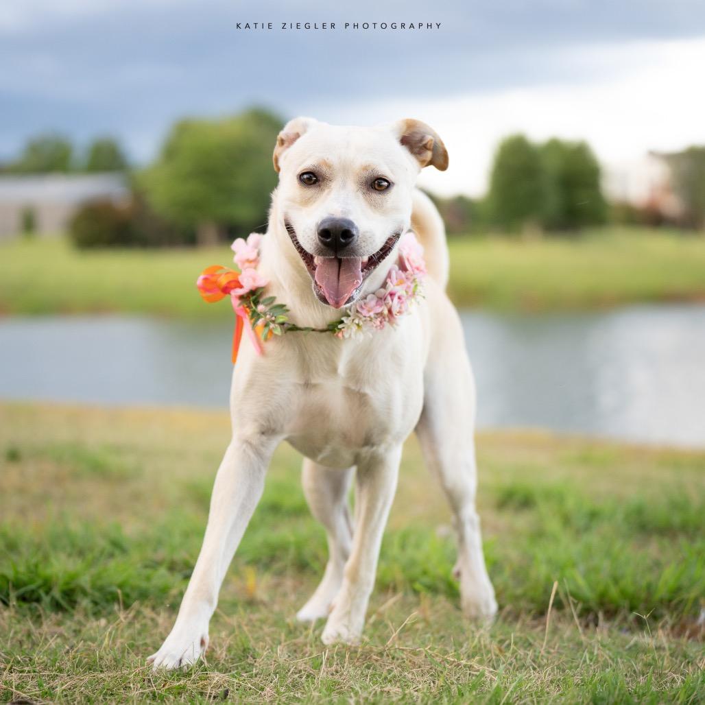 Enlarge Pearl, a Adoptable mixed breed in Huntsville, AL image 3/6