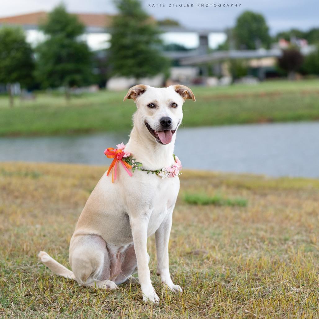 Enlarge Pearl, a Adoptable mixed breed in Huntsville, AL image 4/6