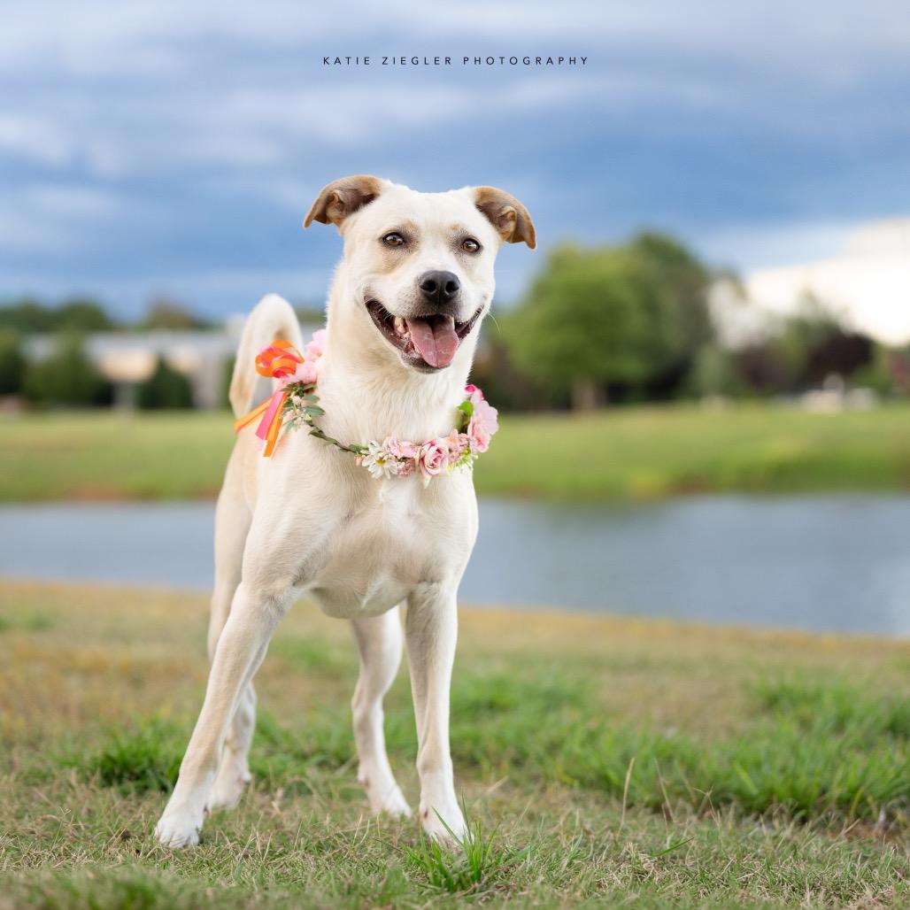 Enlarge Pearl, a Adoptable mixed breed in Huntsville, AL image 5/6