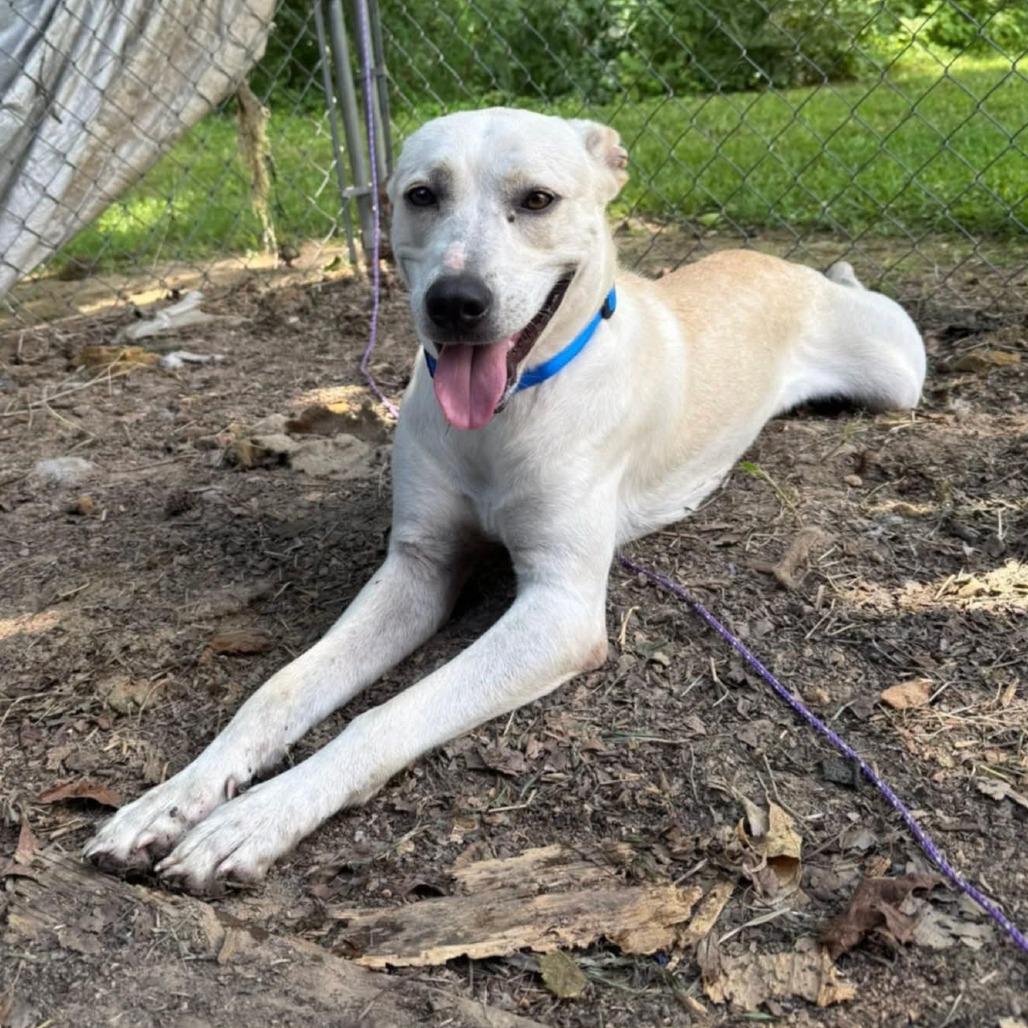 Enlarge Pearl, a Adoptable mixed breed in Huntsville, AL image 5/6