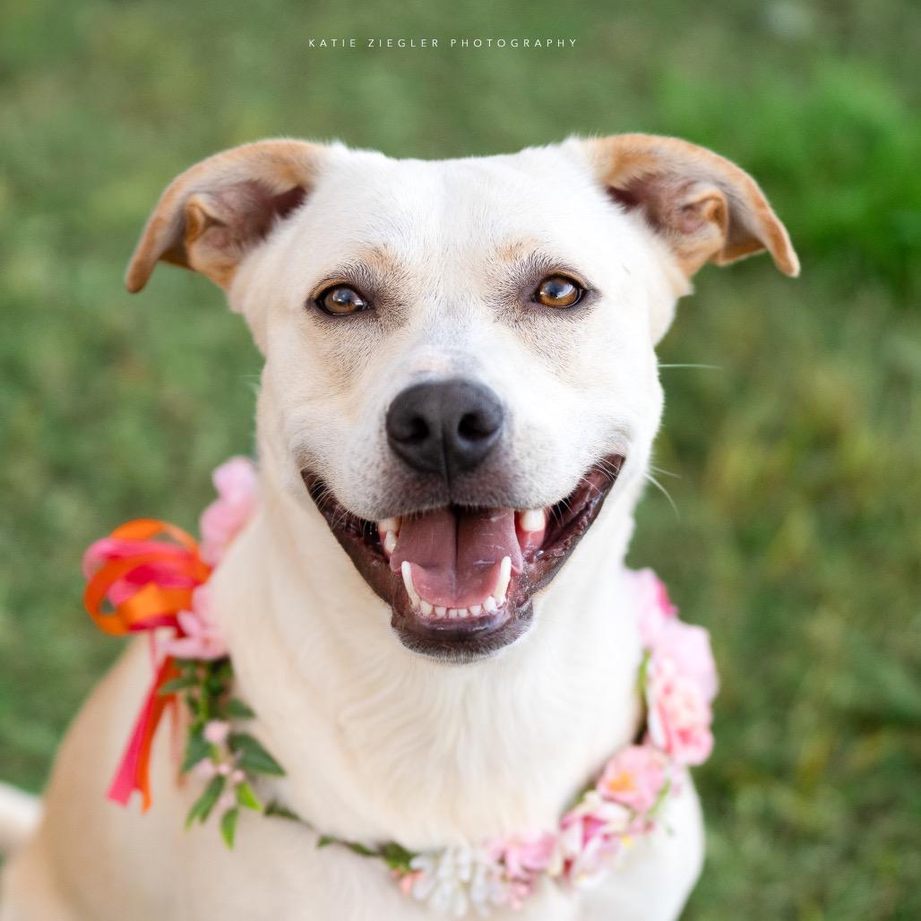 Enlarge Pearl, a Adoptable mixed breed in Huntsville, AL image 6/6