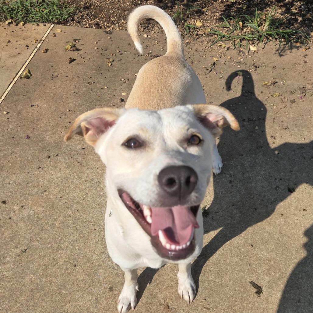 Enlarge Pearl, a Adoptable mixed breed in Huntsville, AL image 6/6