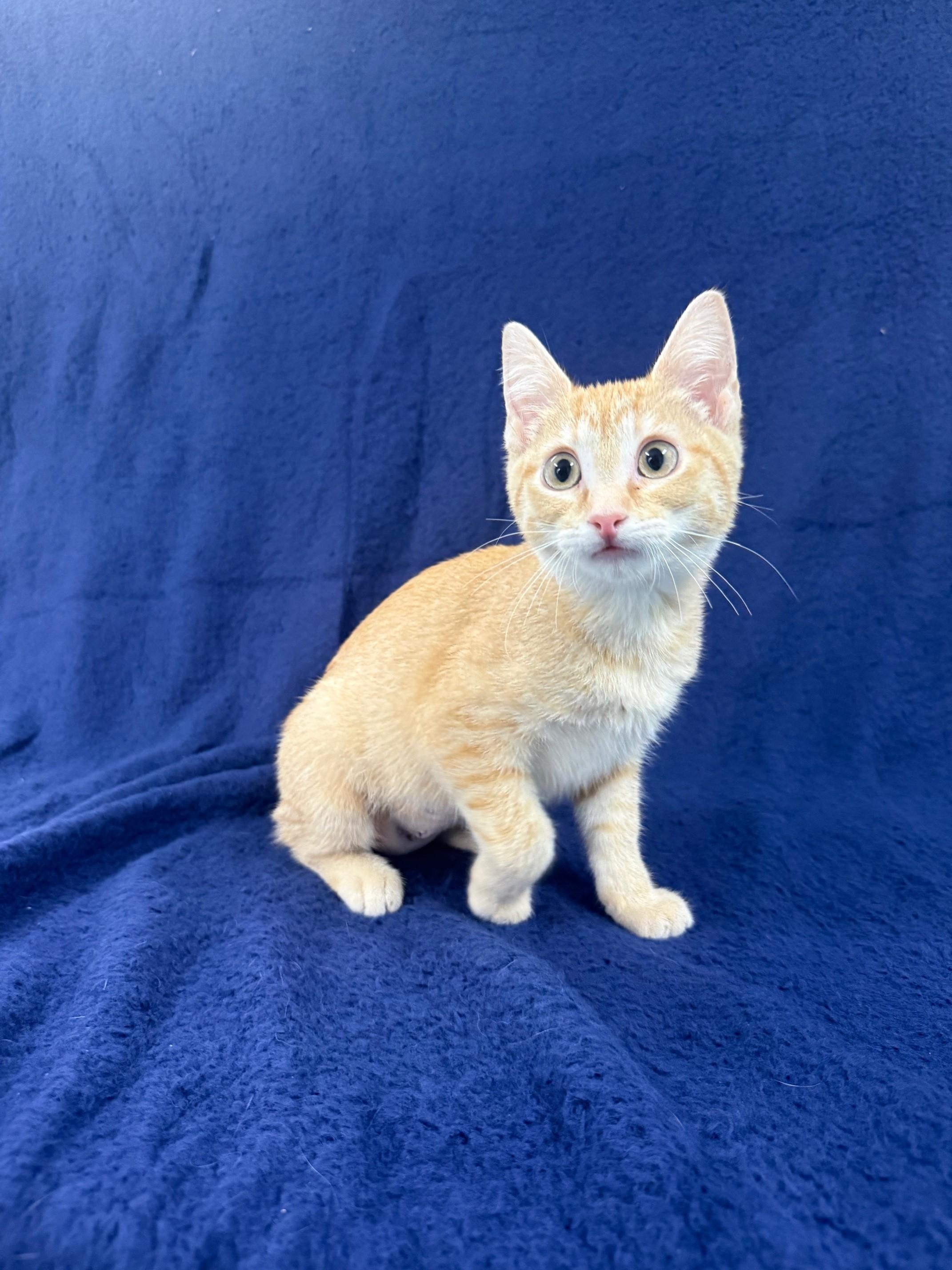 Kiwi, adopted, Kitten Female Domestic Short Hair.