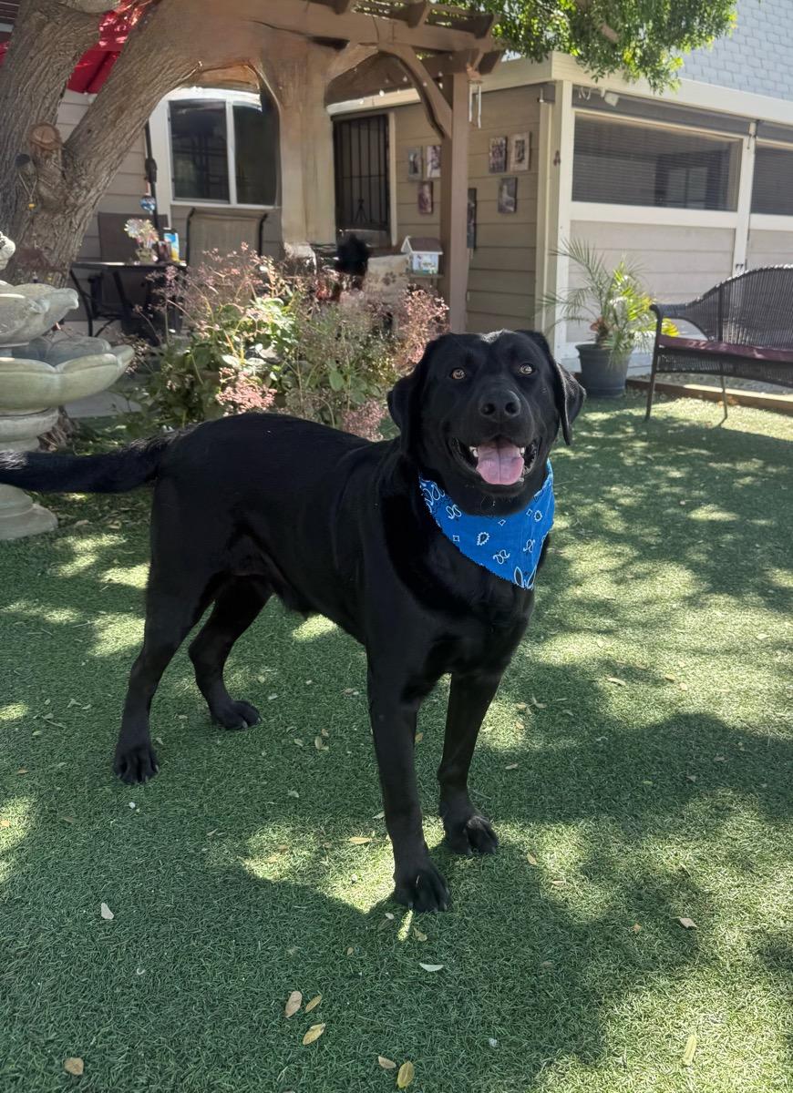 Buck, adopted, Adult Male Labrador Retriever.