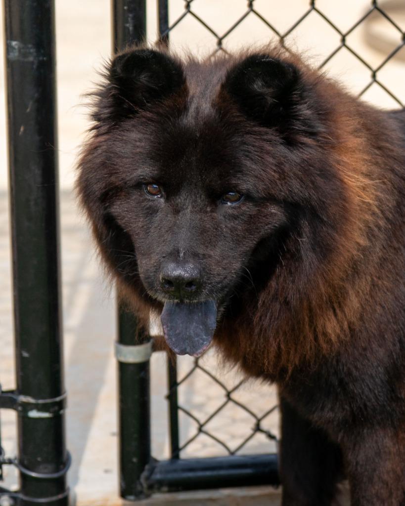 Rusty, ADOPTABLE, Adult • Male, Chow Chow & Mixed Breed.