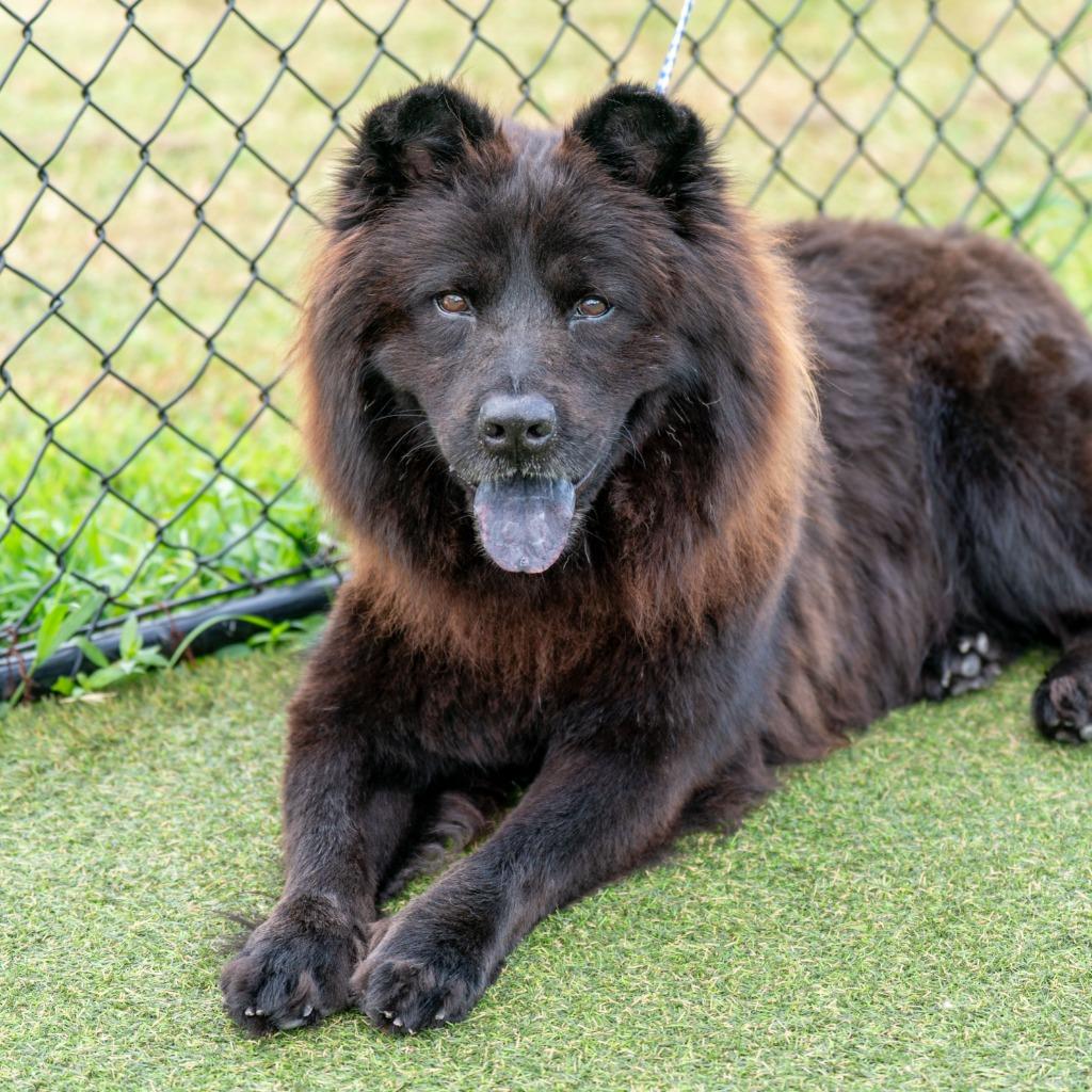 Enlarge Rusty, a Adoptable mixed breed in Lavonia, GA image 2/6